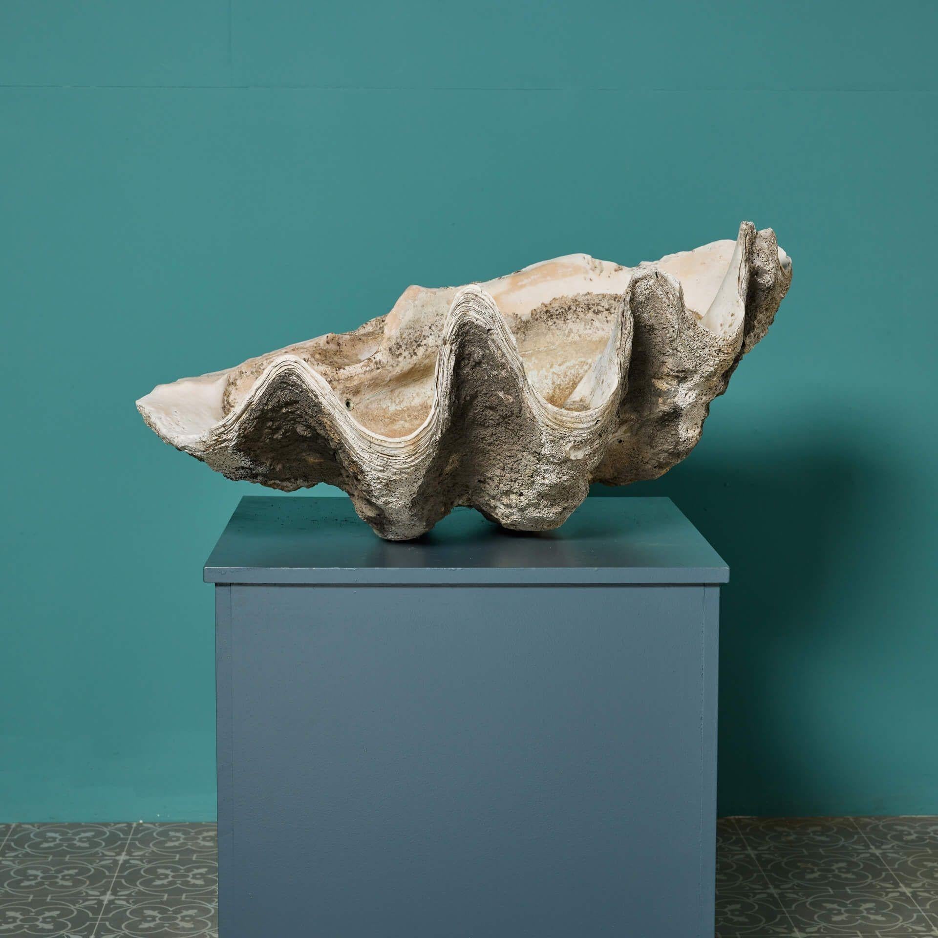 Antike Riesenmuschelschale im Zustand „Relativ gut“ im Angebot in Wormelow, Herefordshire