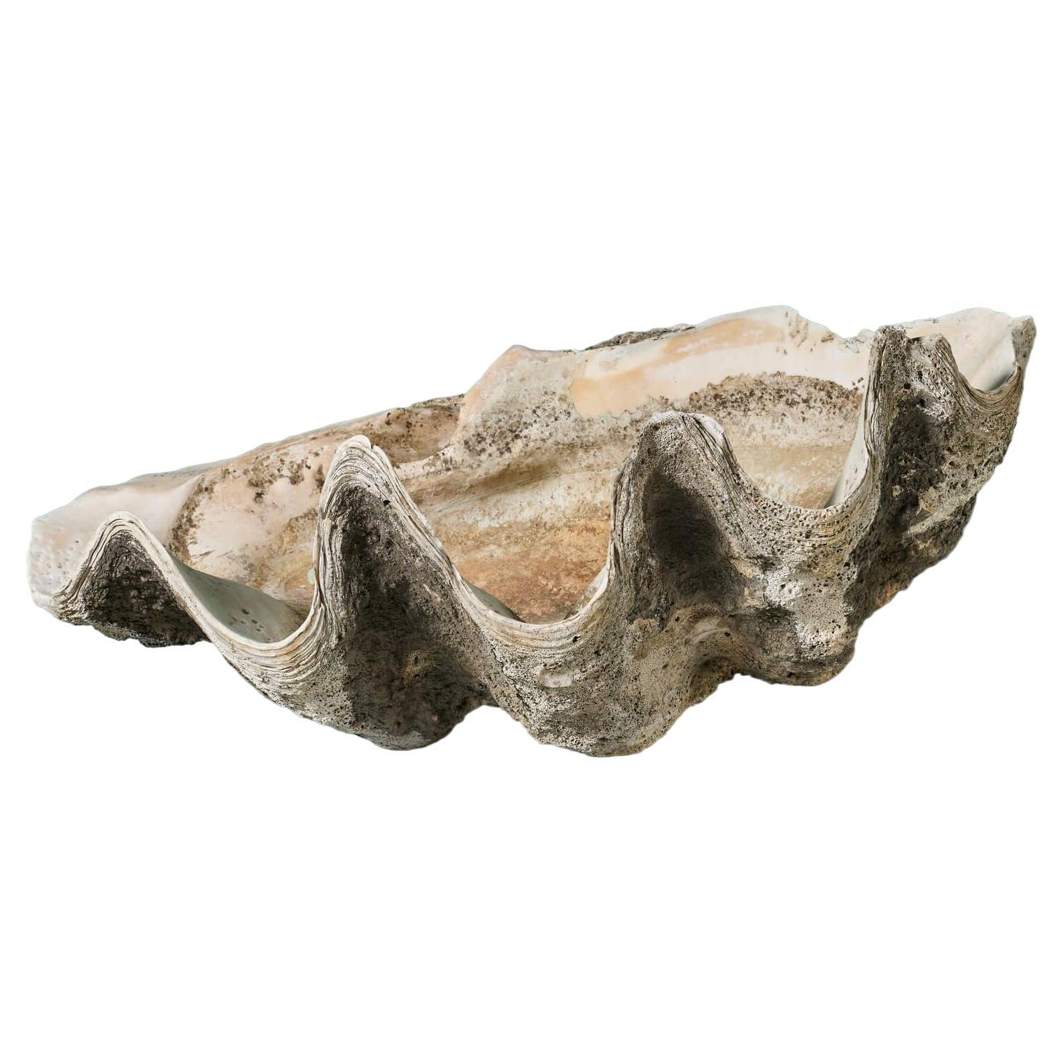 Antique Giant Clam Shell For Sale