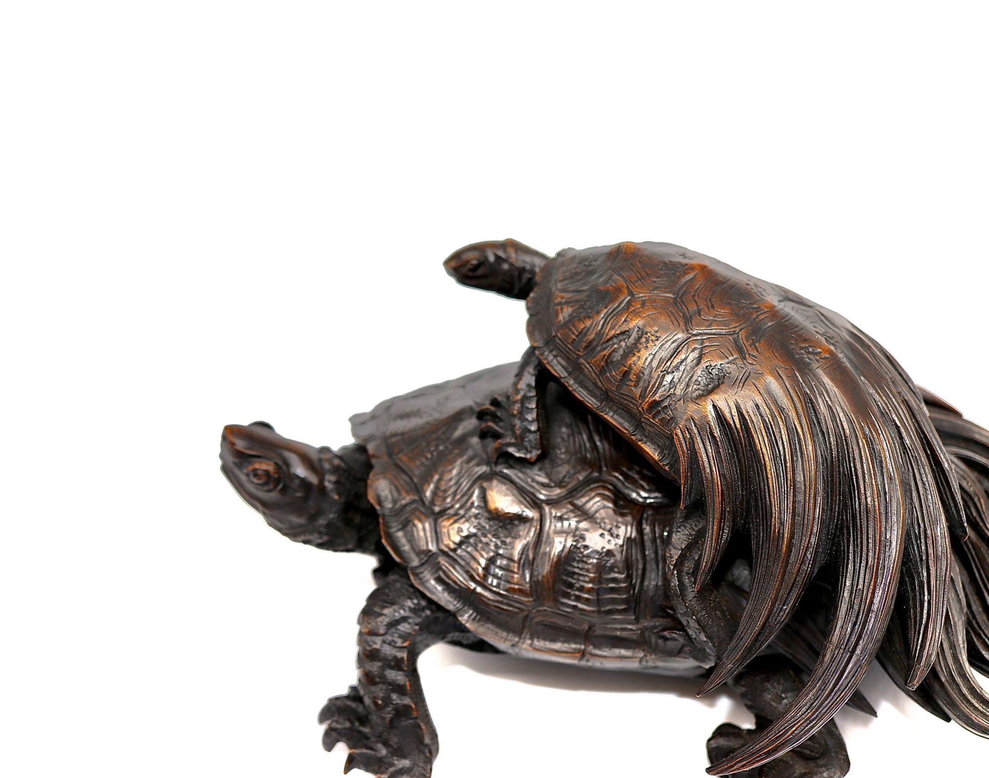 japanese wood turtle