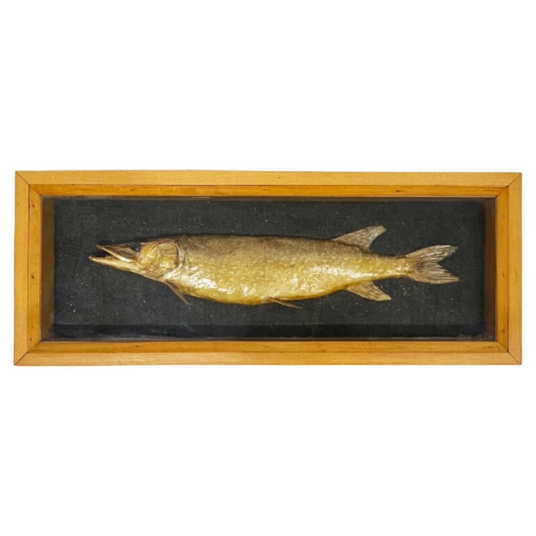 Antique Pike in a Display Case For Sale