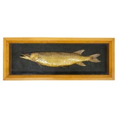 Antique Pike in a Display Case