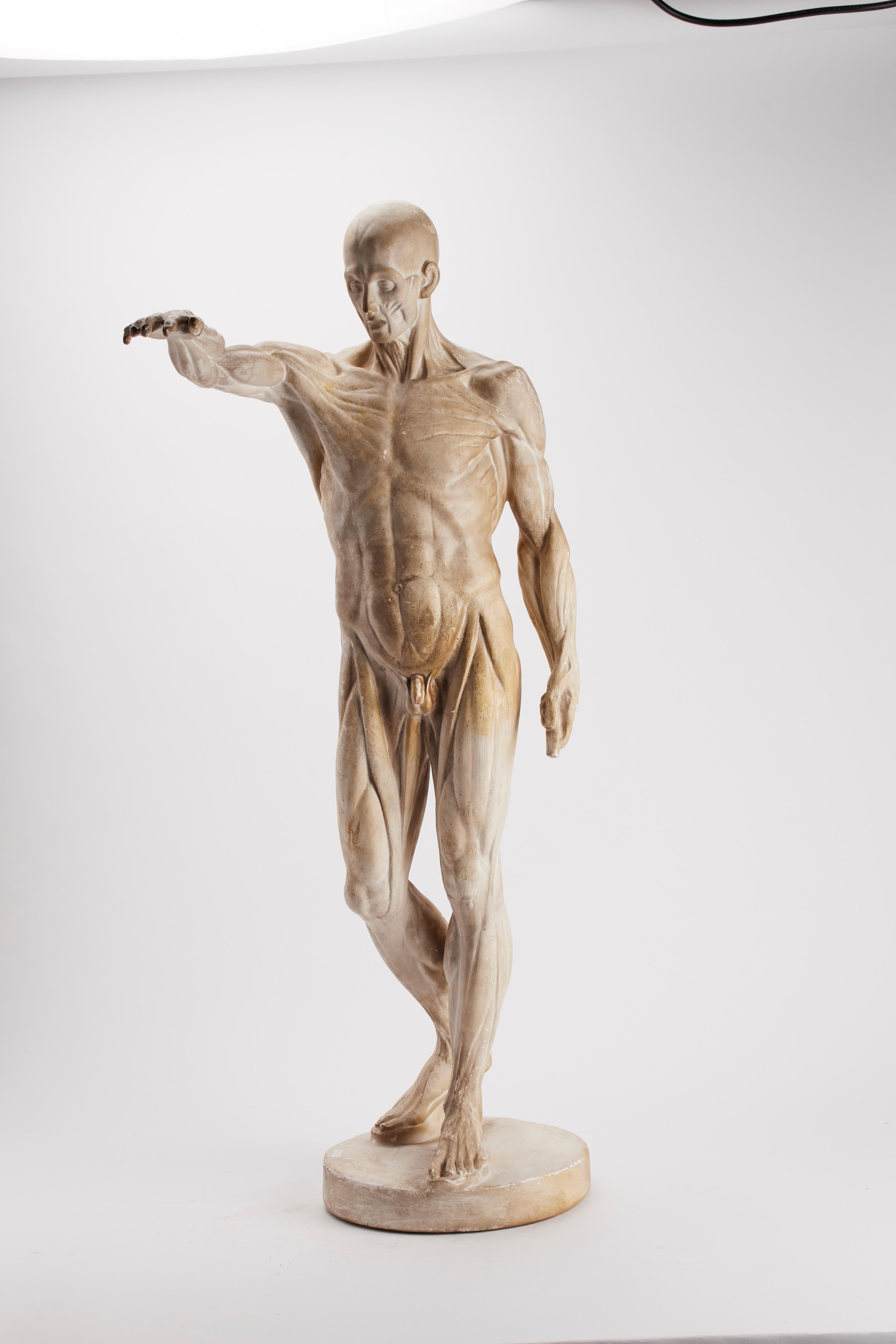 The anatomical sculpture, cast out of plaster, depicts a flayed man standing over a round base in a classical pose with the lifted arm. Anatomical study purpose, Italy, circa 1880.
