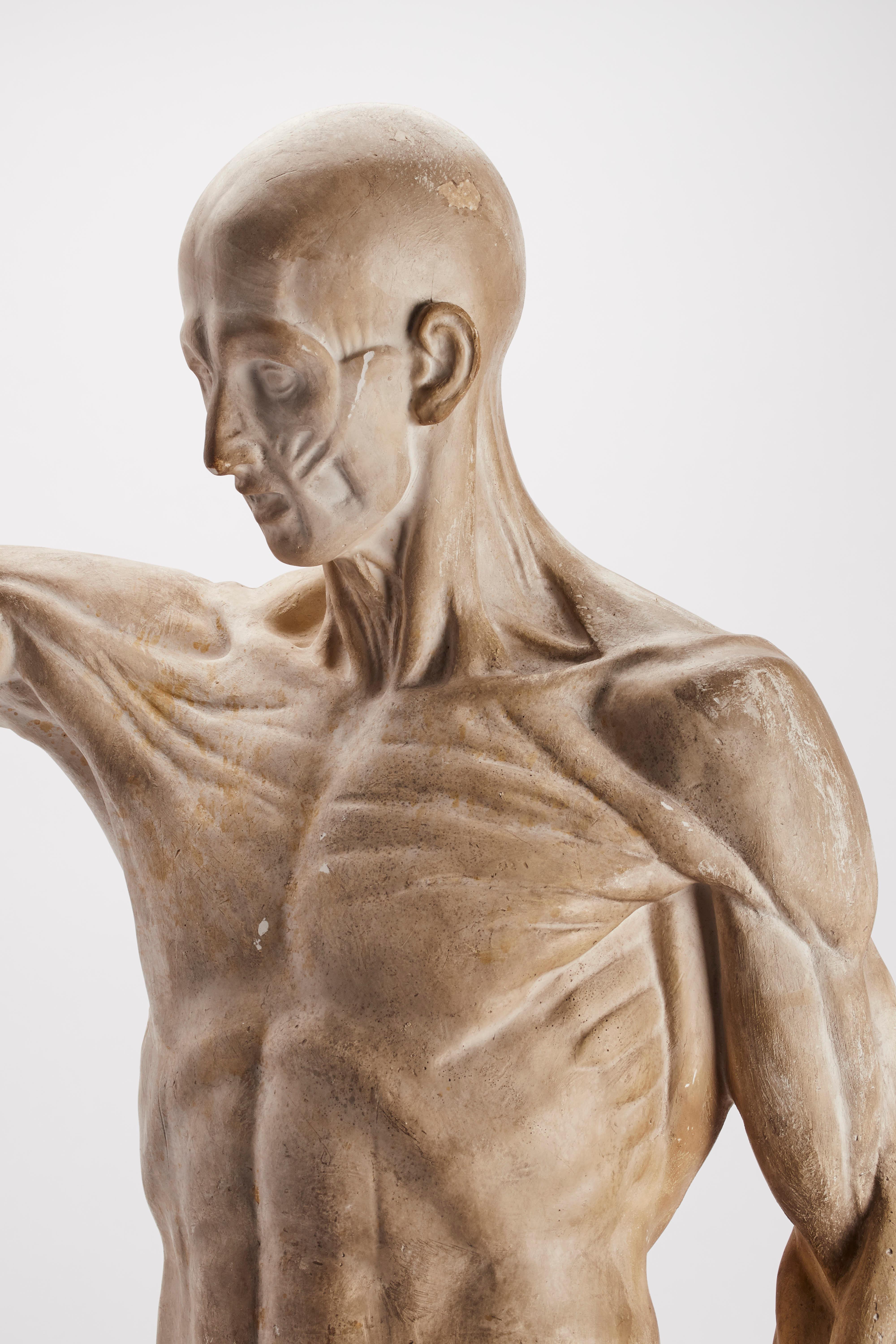 Late 19th Century Anatomical Model, Italy, 1880