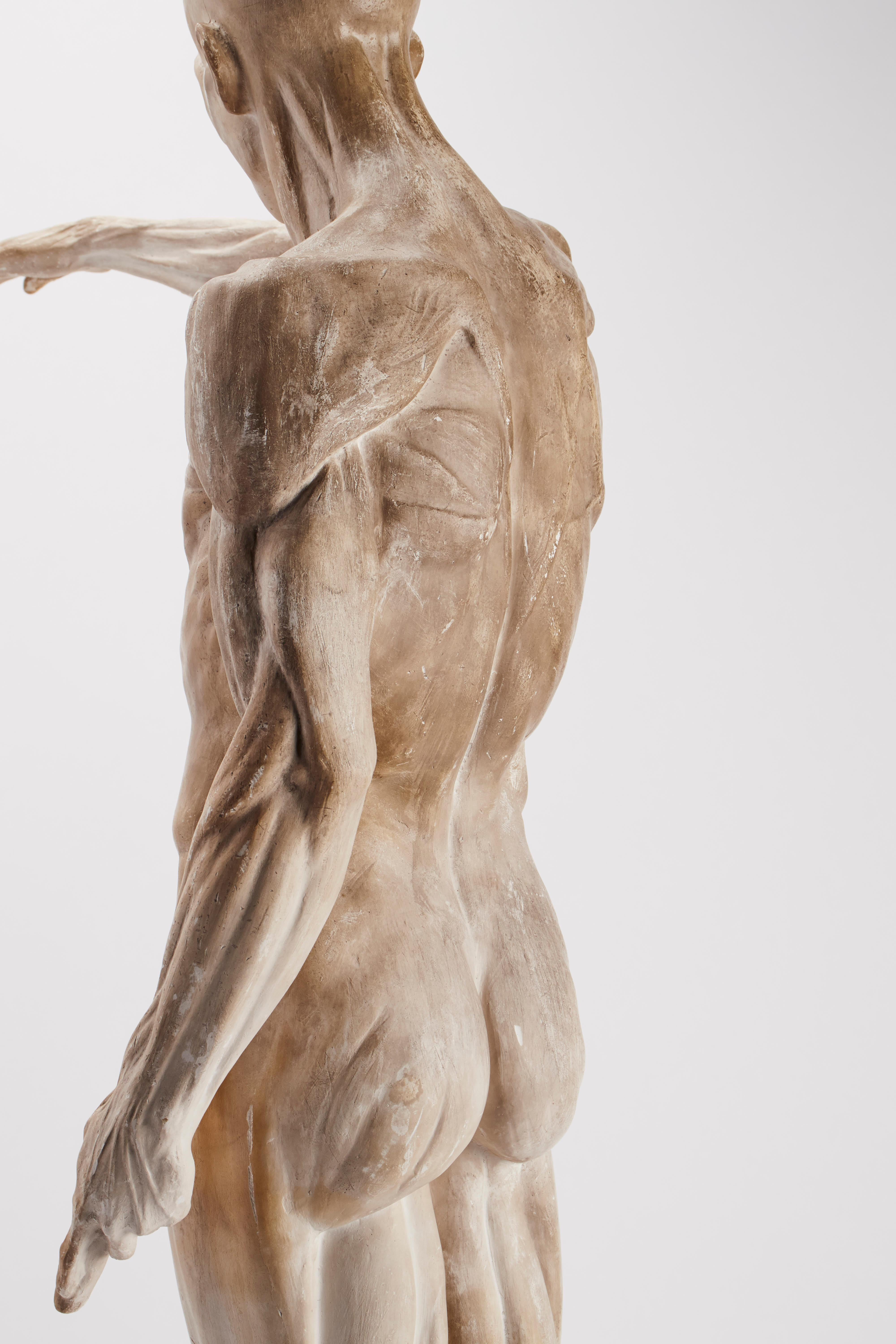 Plaster Anatomical Model, Italy, 1880