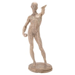 An antomical plaster sculpture of a skinned man for didactic use, Italy 1880.