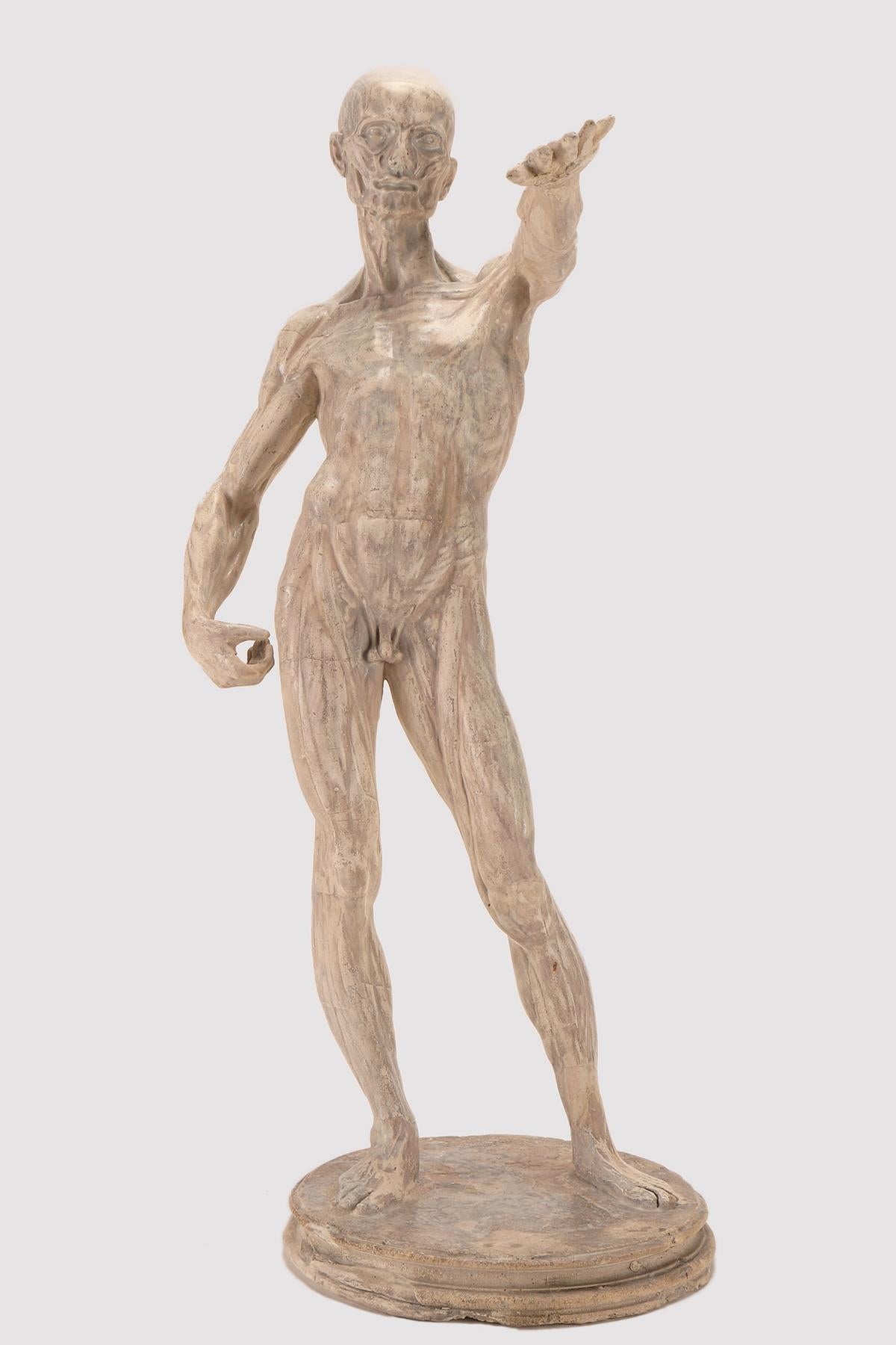 An anatomical sculpture in plaster, depicting a skinned man standing on a round base in a classic raised arm pose. use for an anatomical study. Italy, circa 1880.