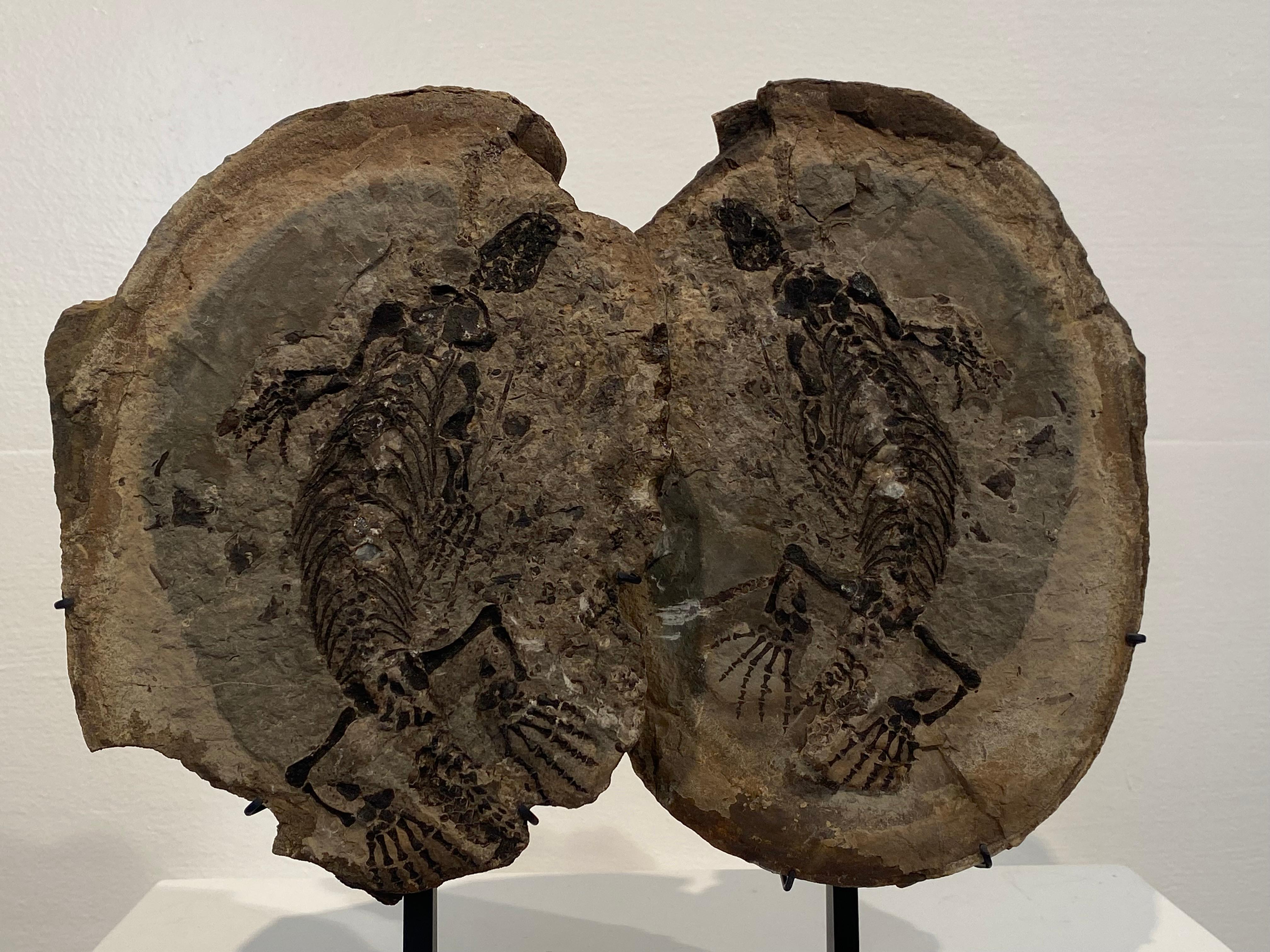 un fossile di Barasaurus in vendita 4