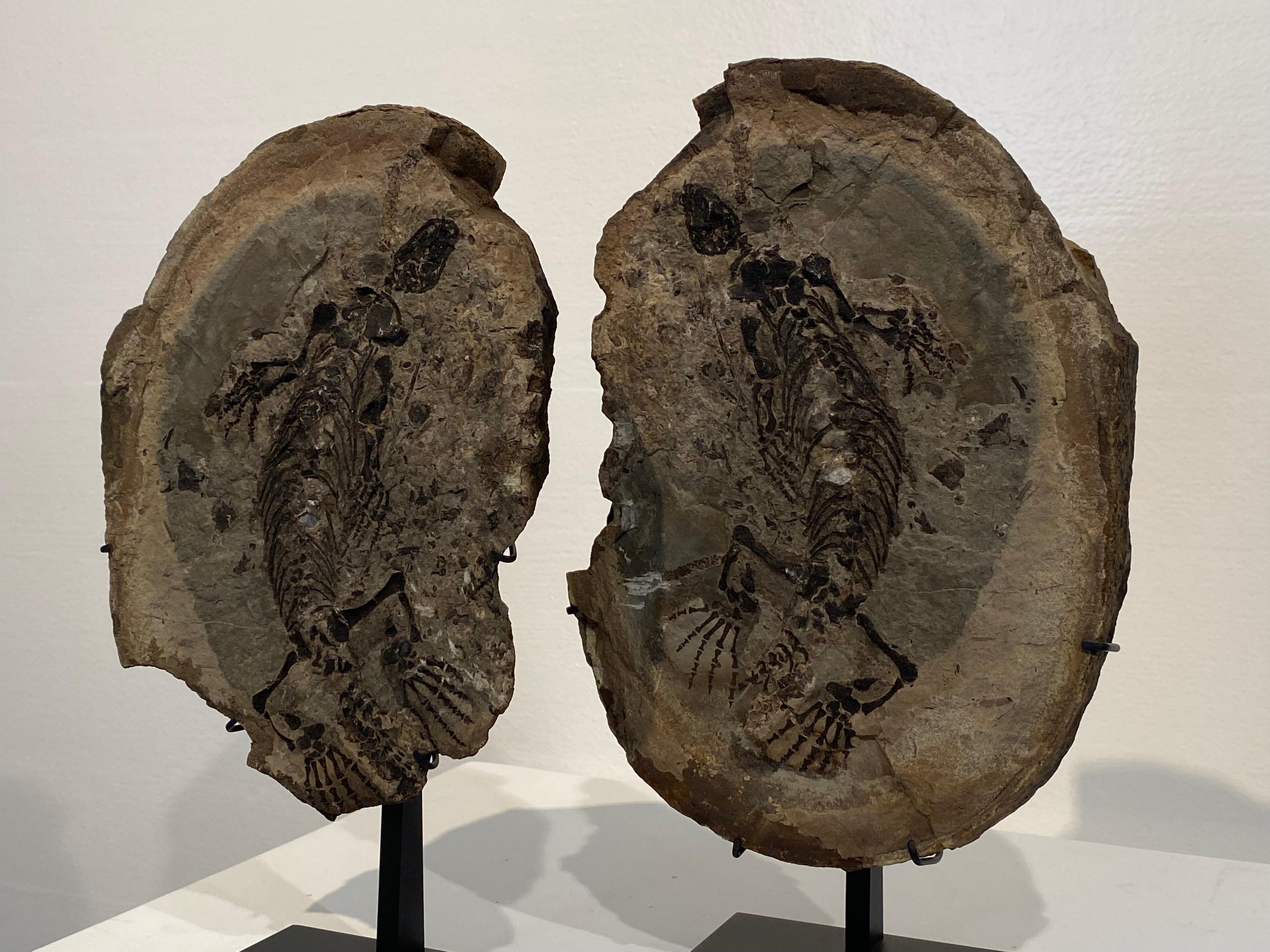 un fossile di Barasaurus in vendita 5