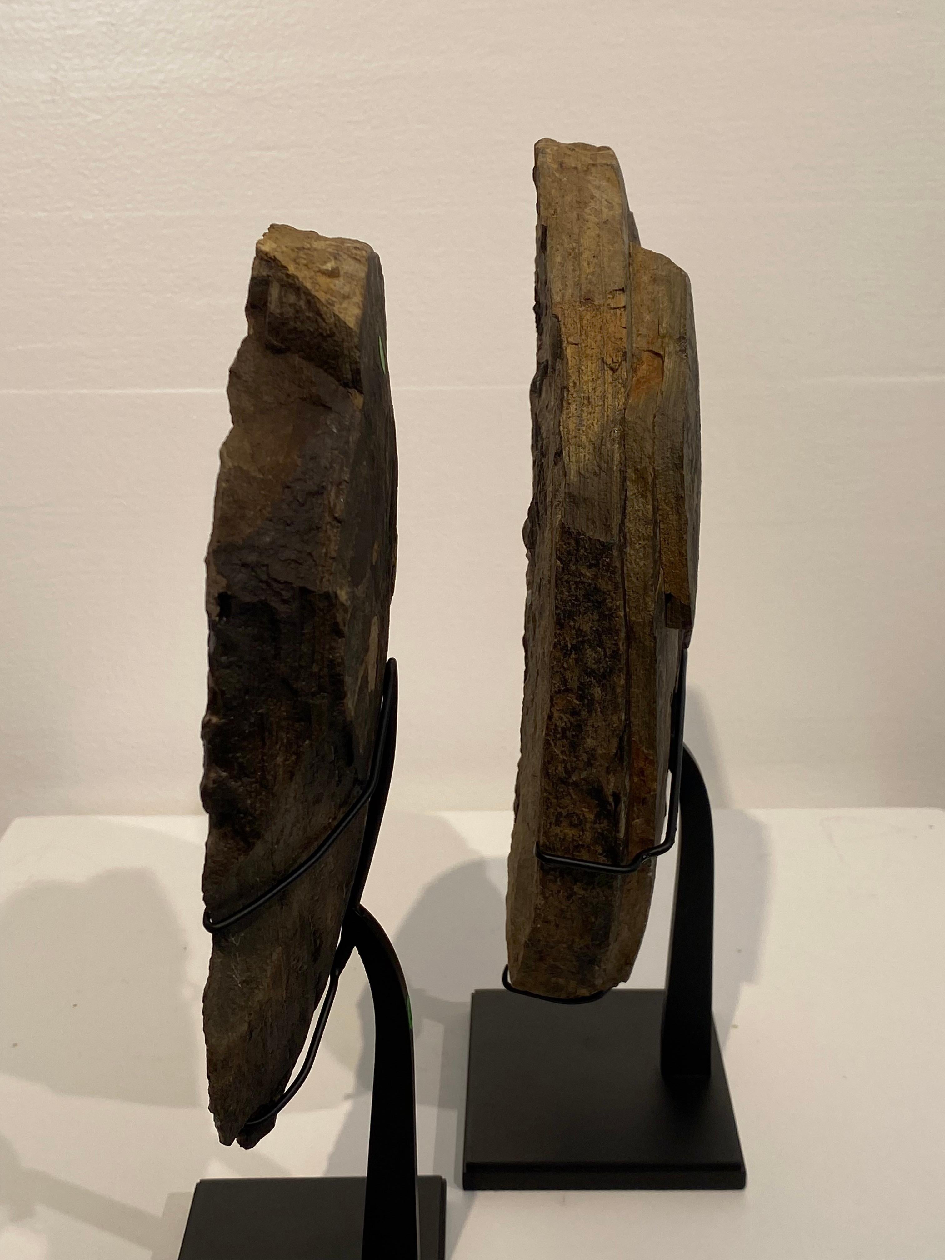 un fossile di Barasaurus in vendita 6