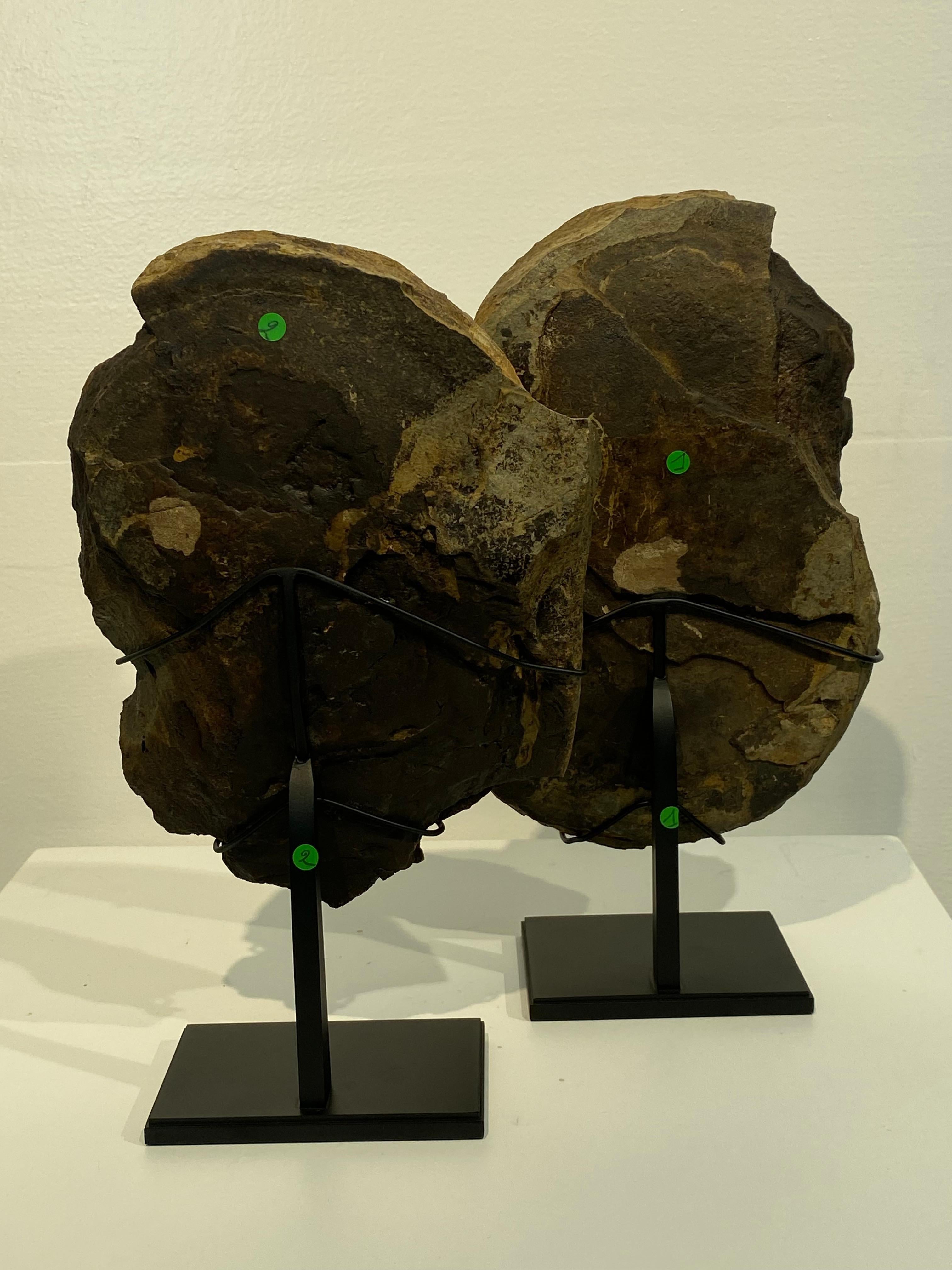 un fossile di Barasaurus in vendita 7