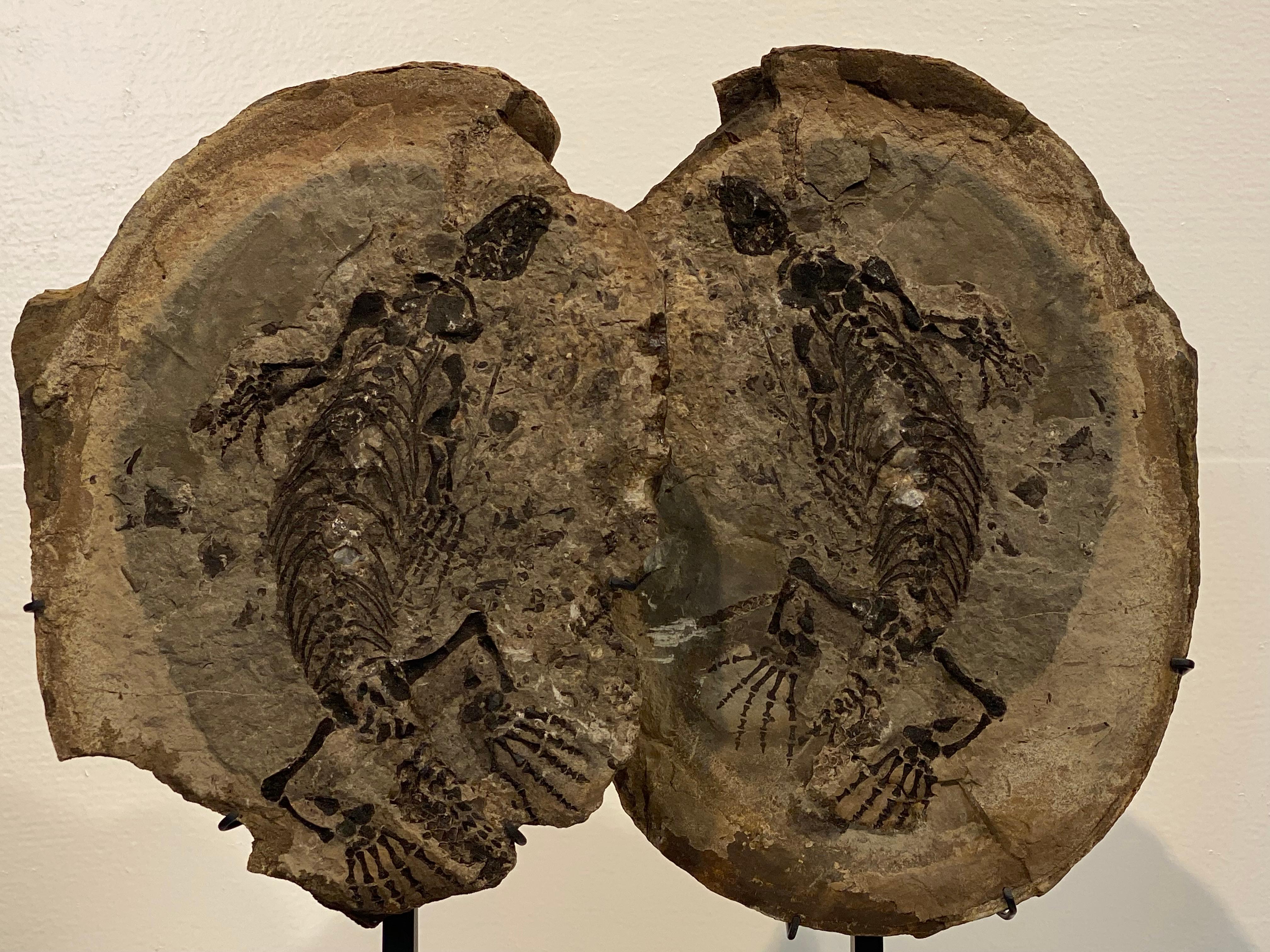 un fossile di Barasaurus in vendita 8