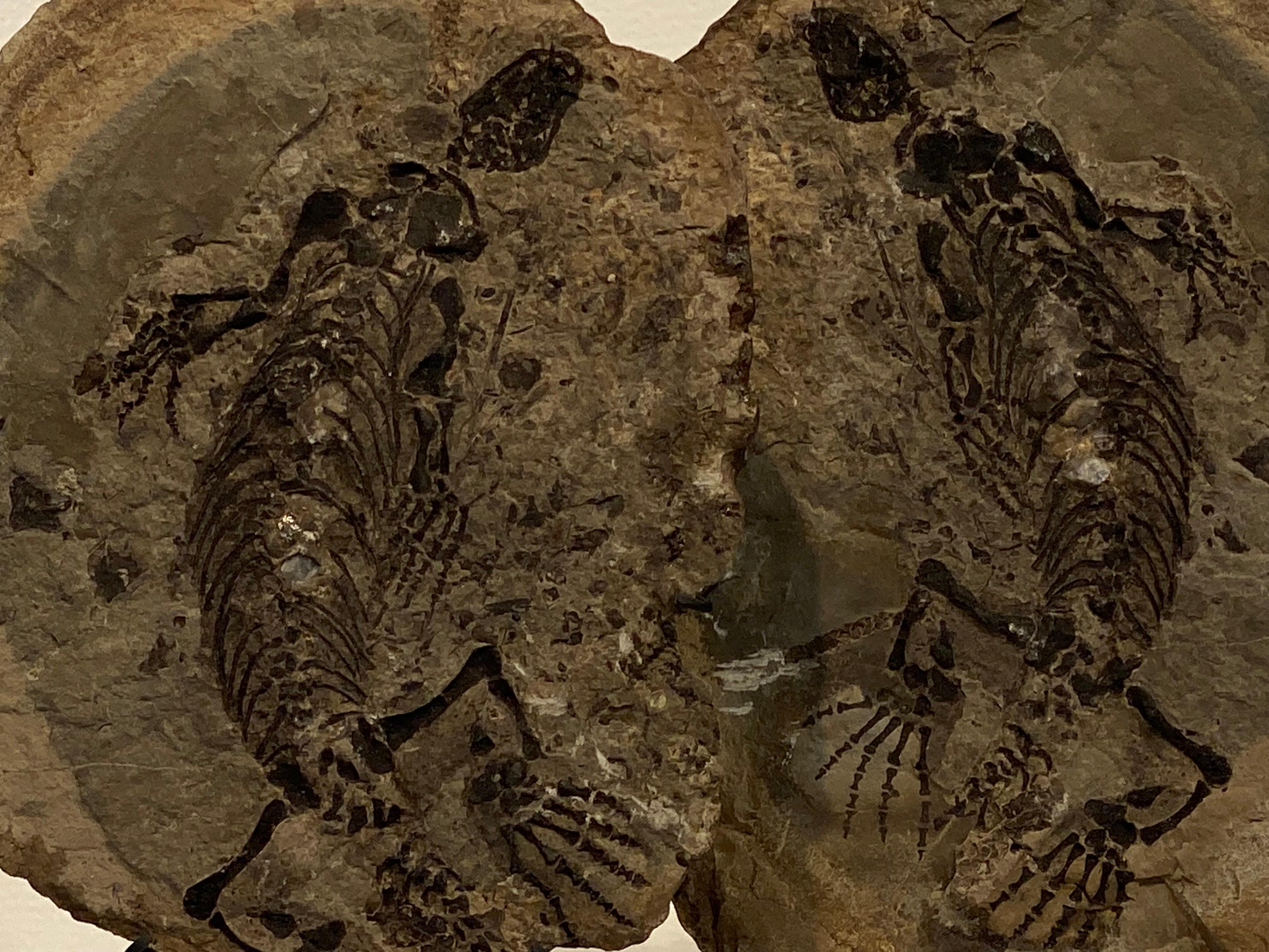 un fossile di Barasaurus in vendita 9