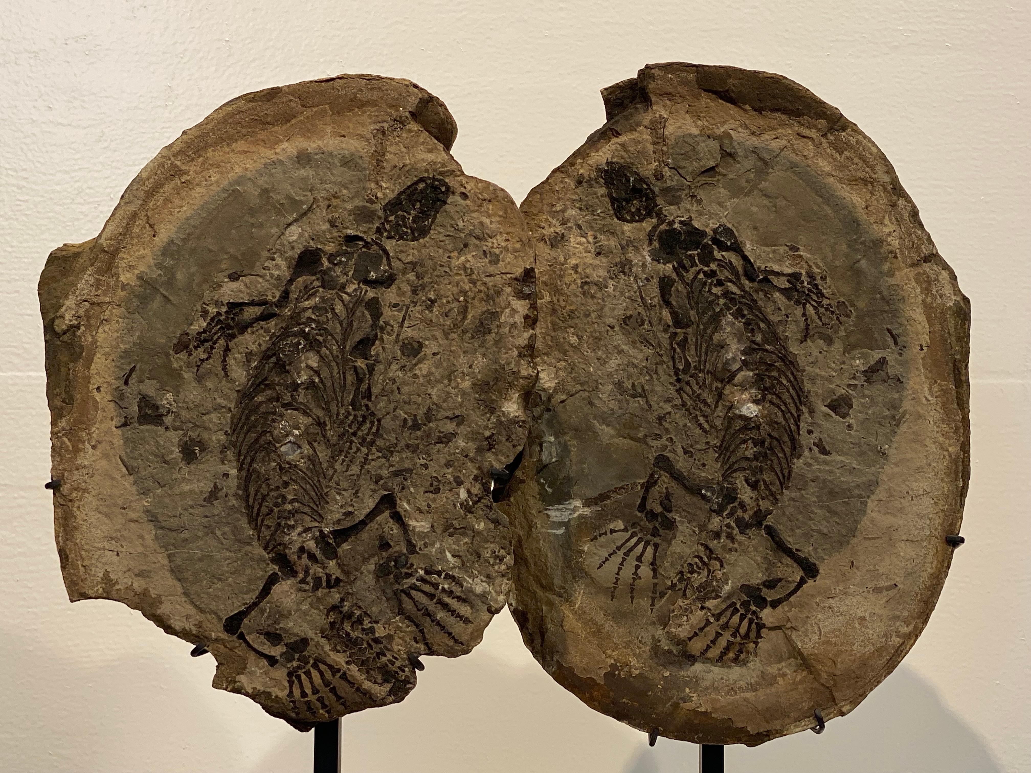 Un eccezionale fossile di rettile estinto Barausaurus proveniente dal Madagascar,
del tardo Permiano e del primo Triassico,
buona patina e lucentezza della pietra, bei dettagli dell'animale
