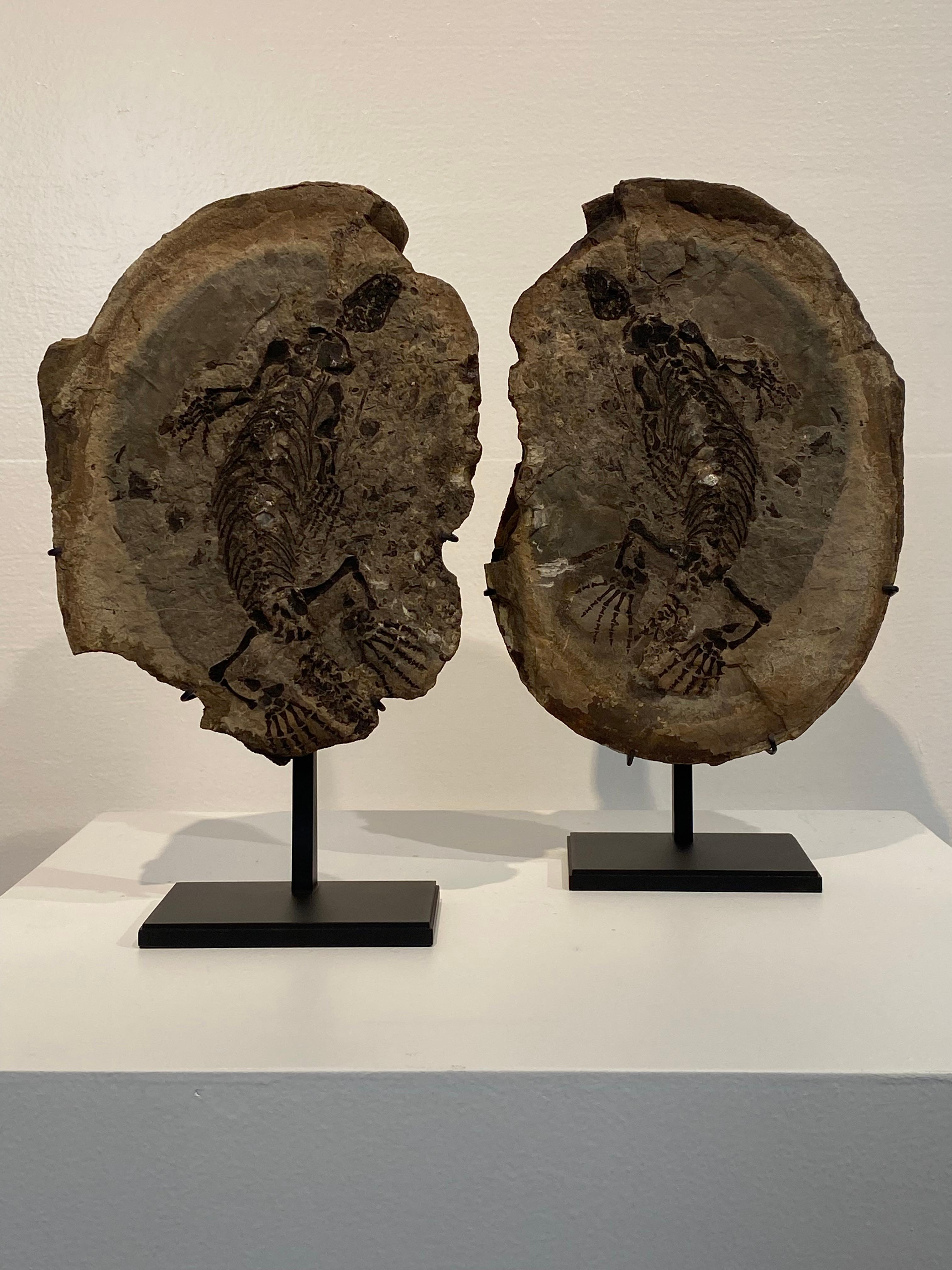 Patinato un fossile di Barasaurus in vendita