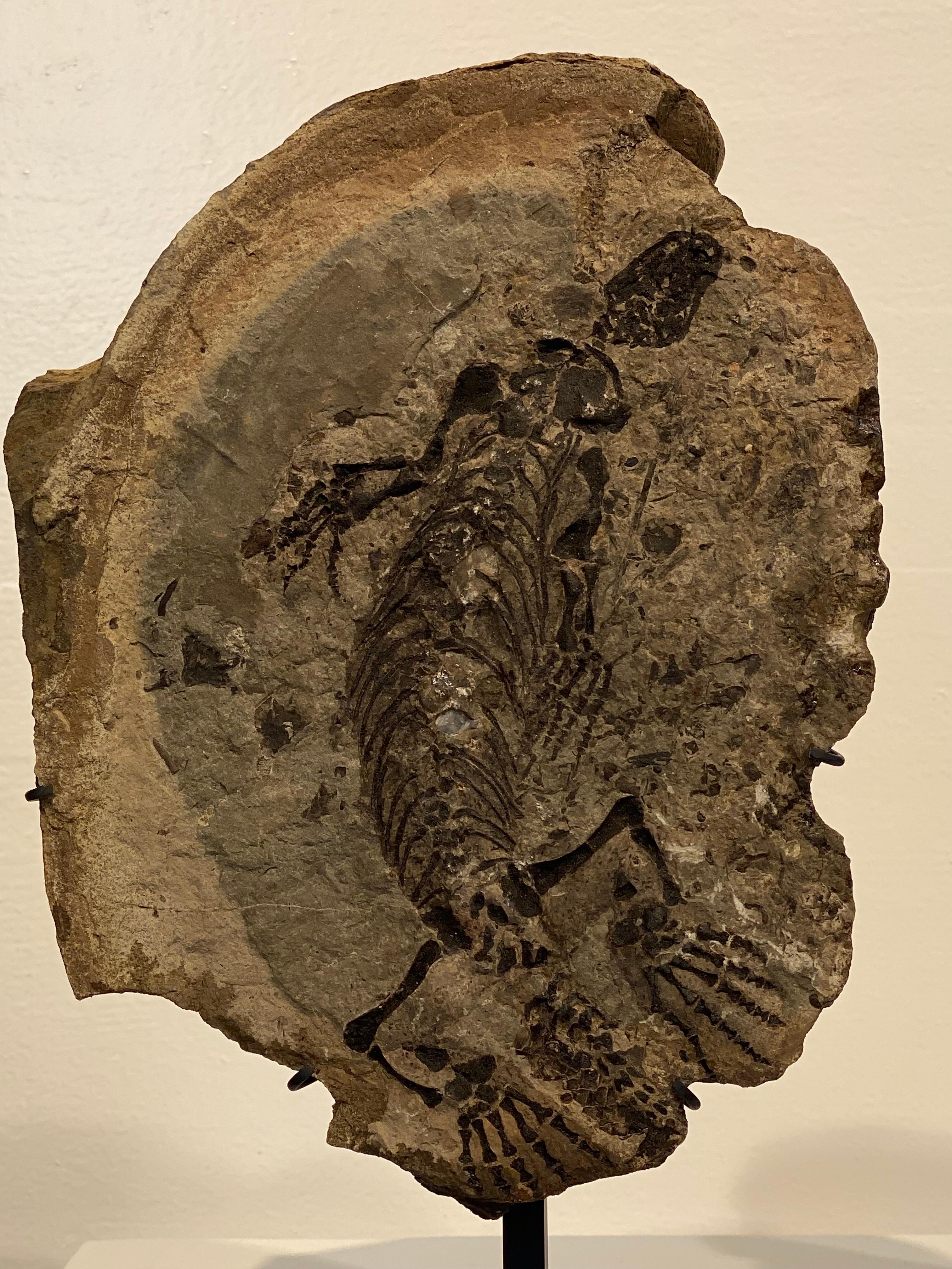 un fossile di Barasaurus In condizioni buone in vendita a Schellebelle, BE
