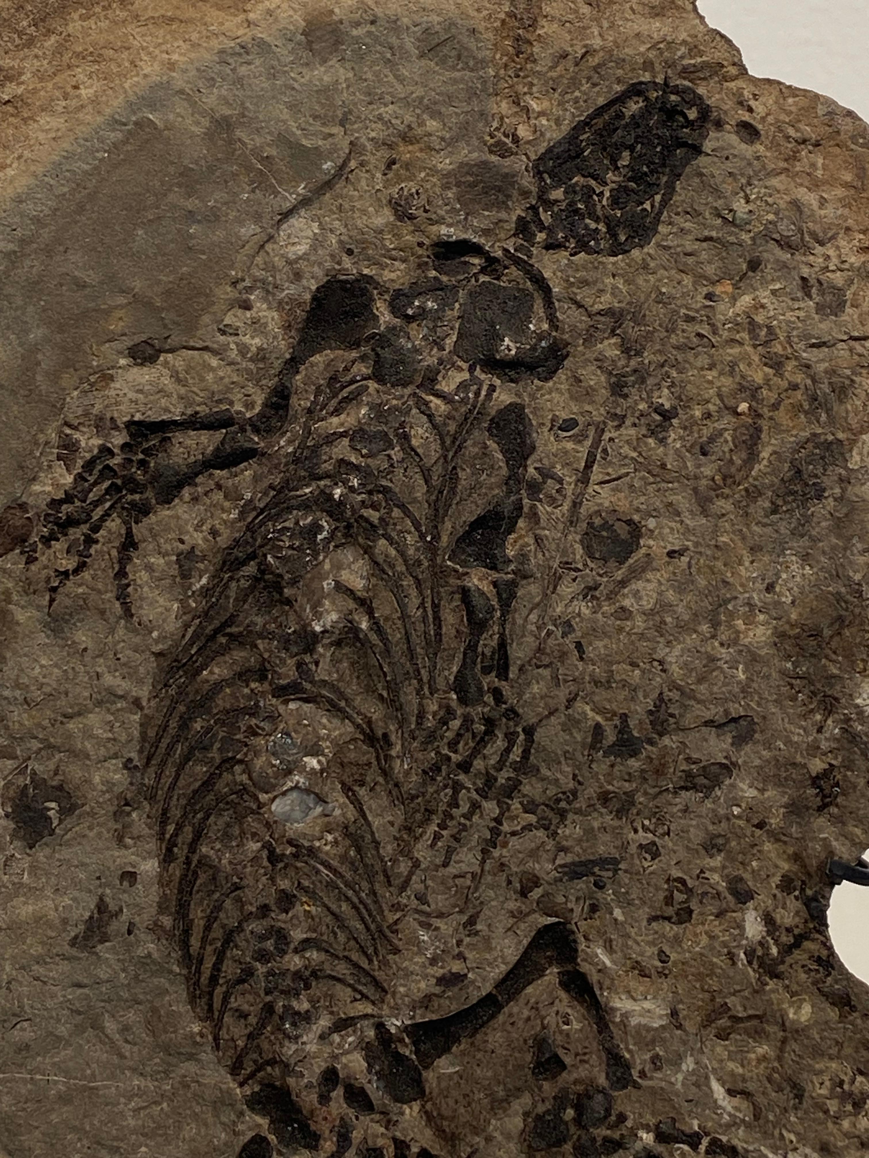 Fino al XVIII secolo un fossile di Barasaurus in vendita