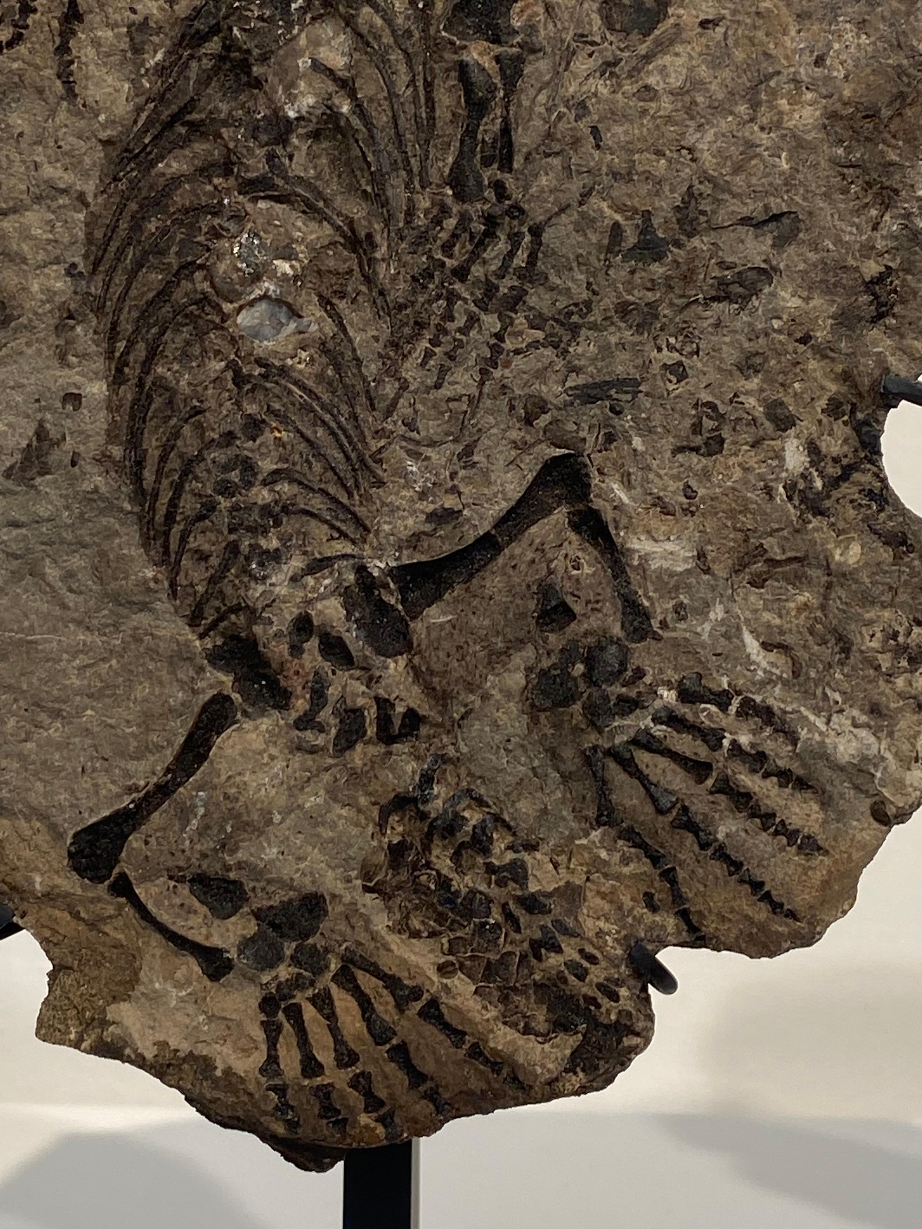 Pietra un fossile di Barasaurus in vendita