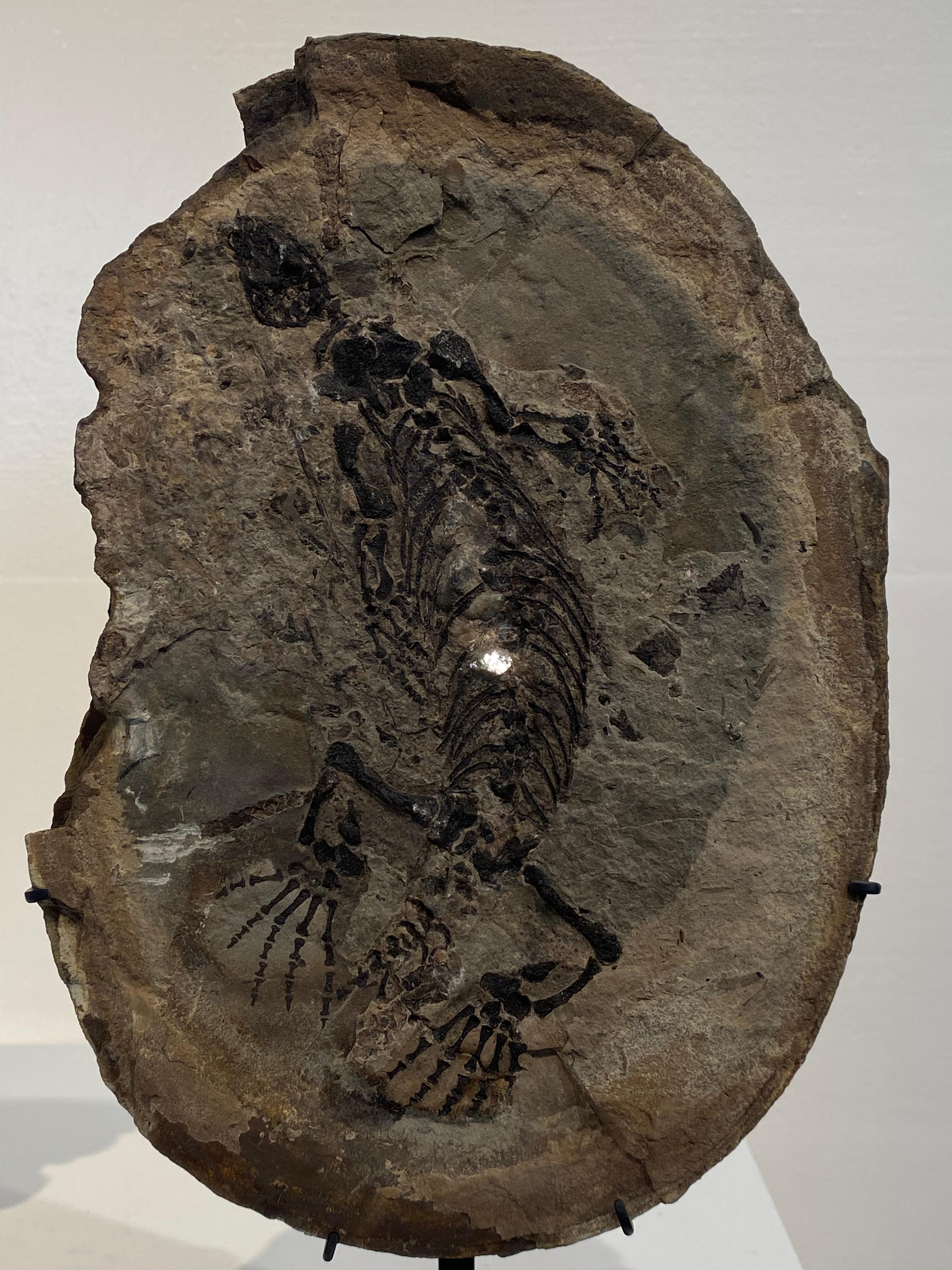 un fossile di Barasaurus in vendita 1