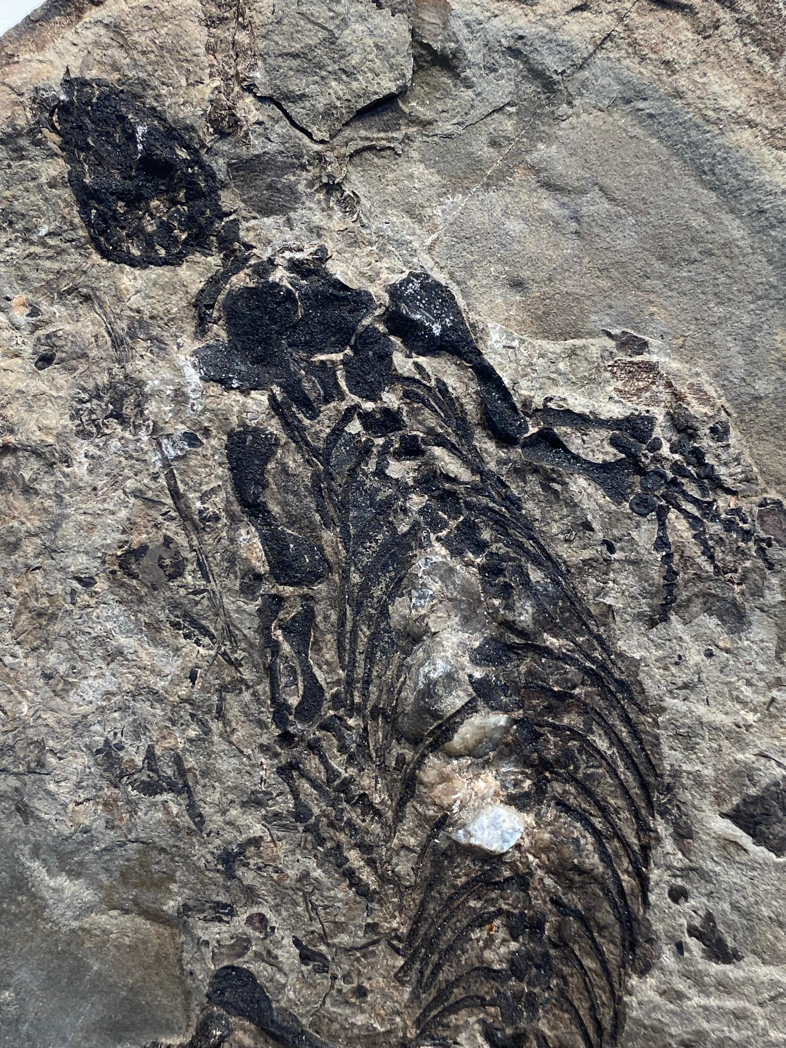 un fossile di Barasaurus in vendita 2