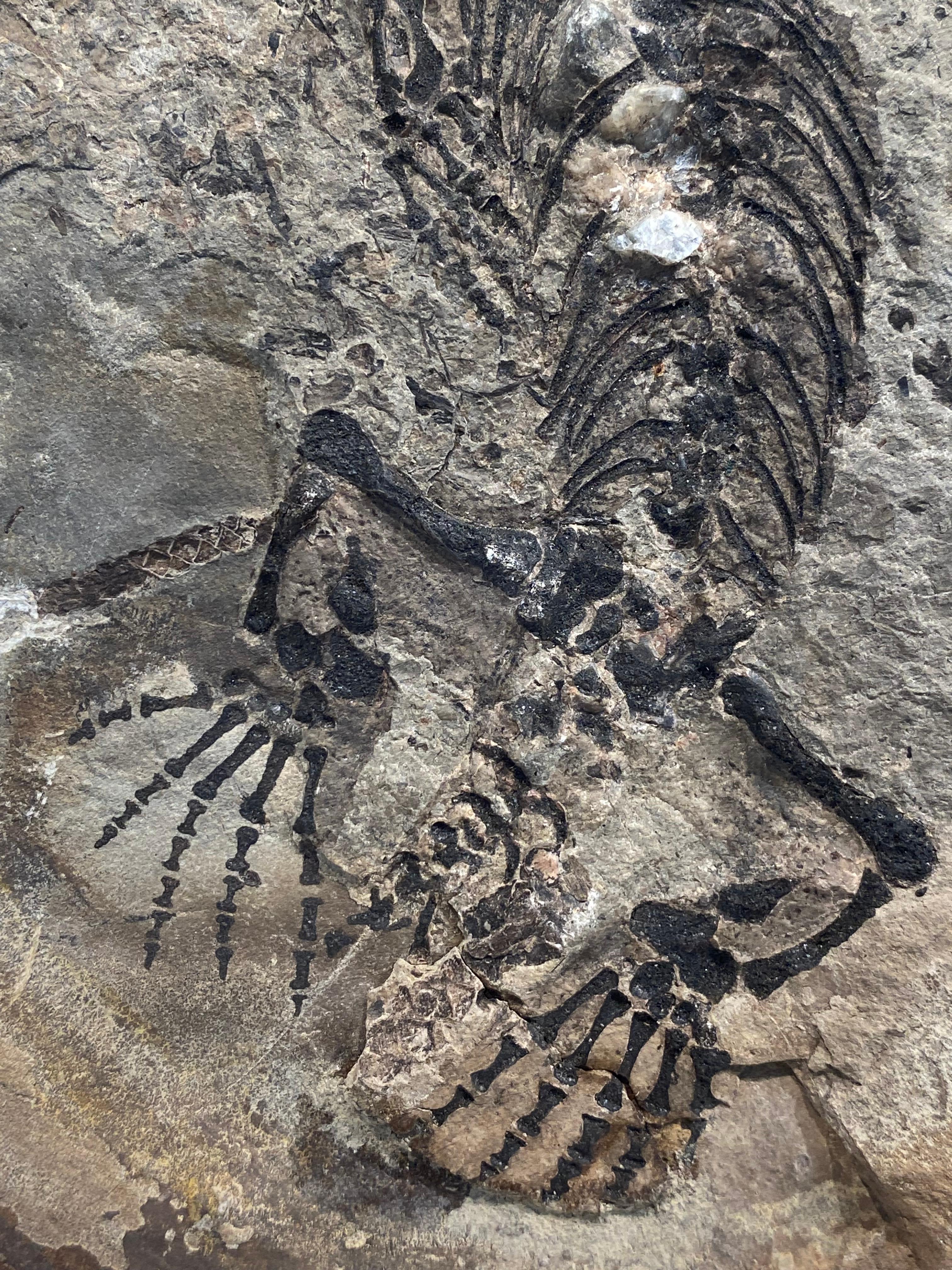 un fossile di Barasaurus in vendita 3