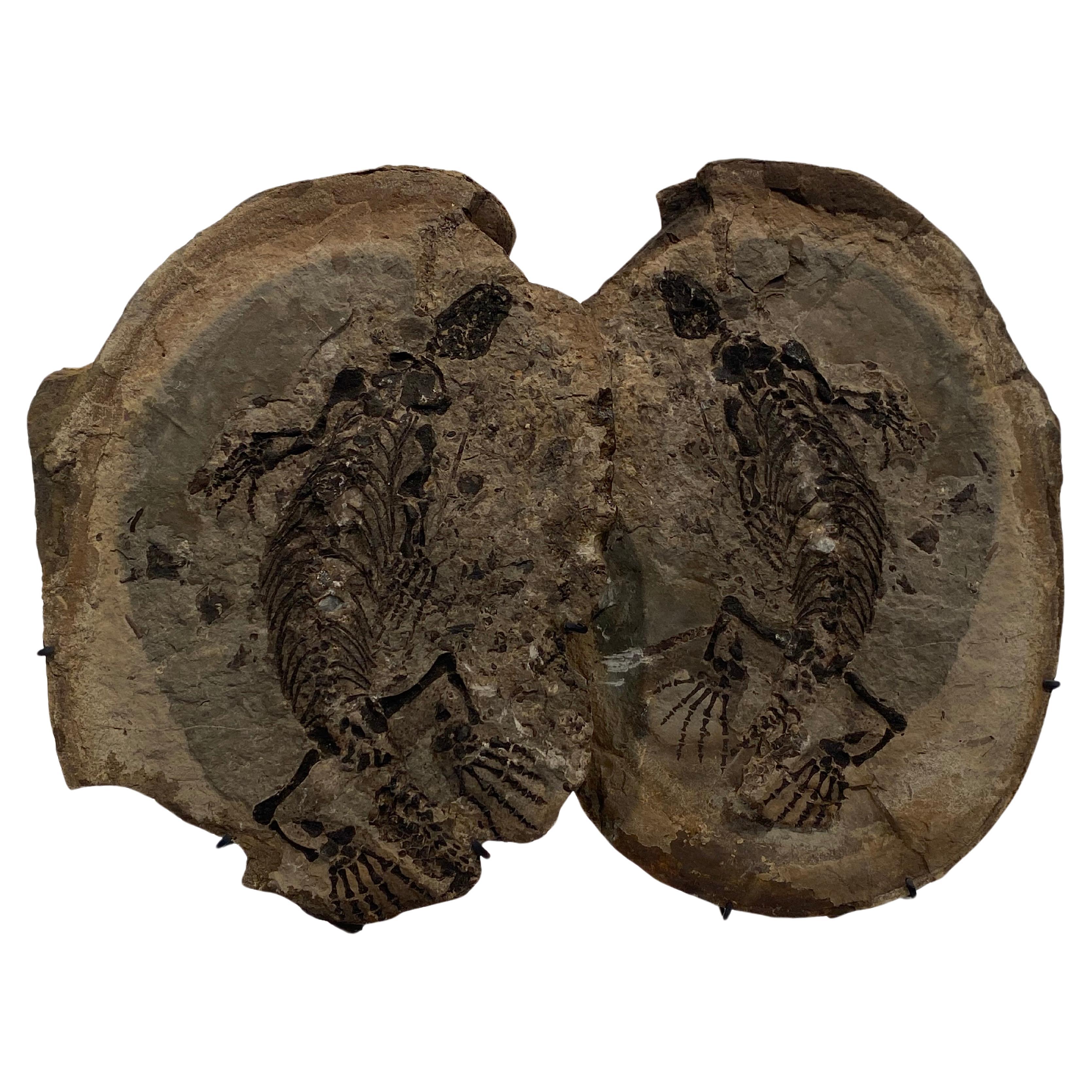 ein Barasaurus-Fossil