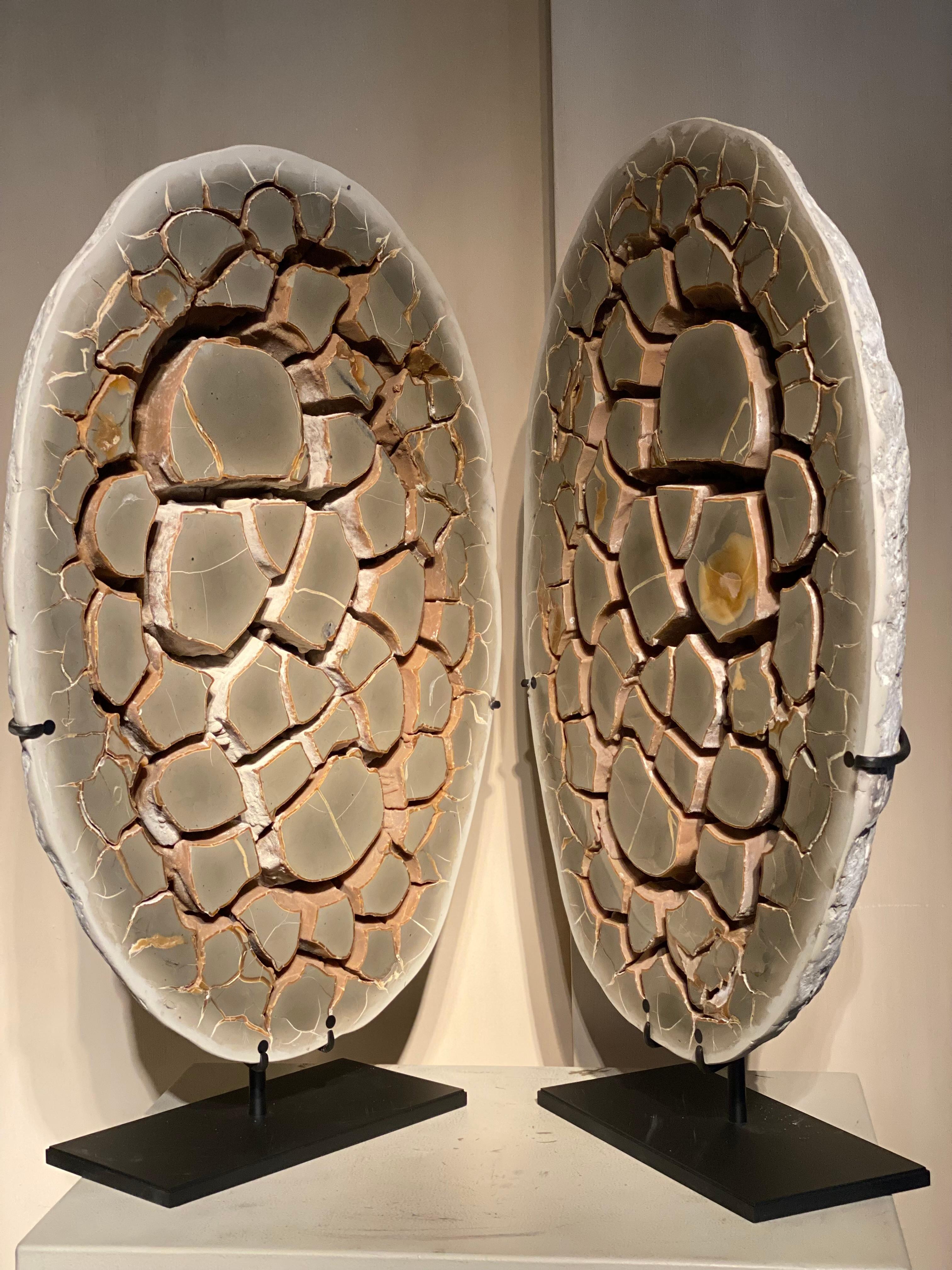 An Complete Sepatarian Nodule en venta 1