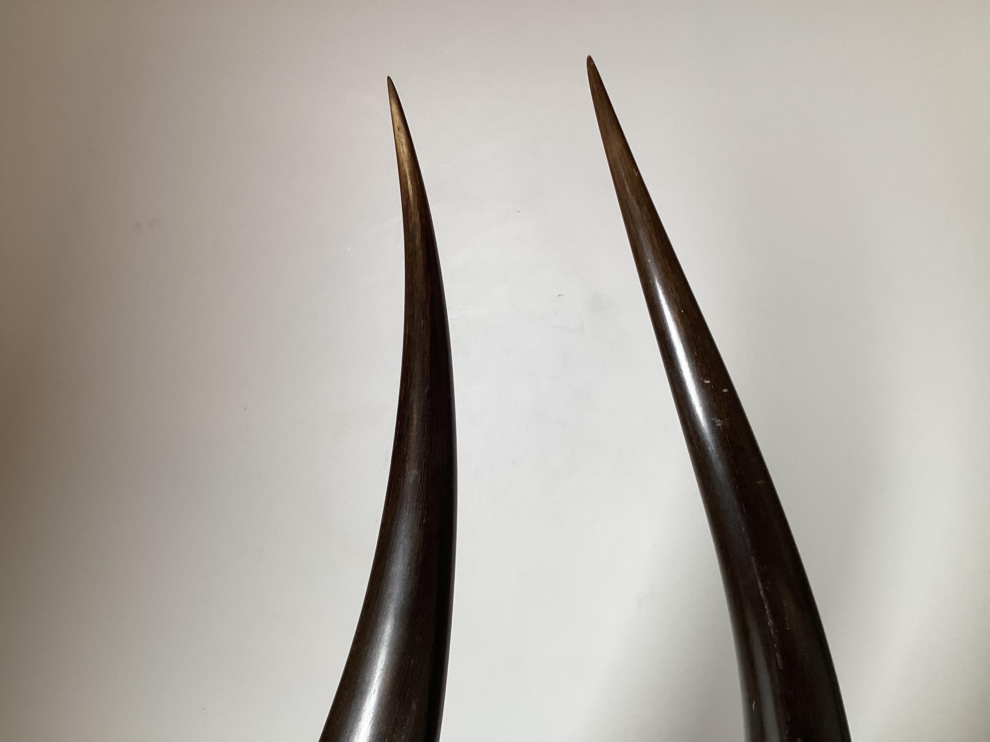 Elegant Pair of Steer Horns on Wood Plinth Bases, Italy Mid-20th Century 4