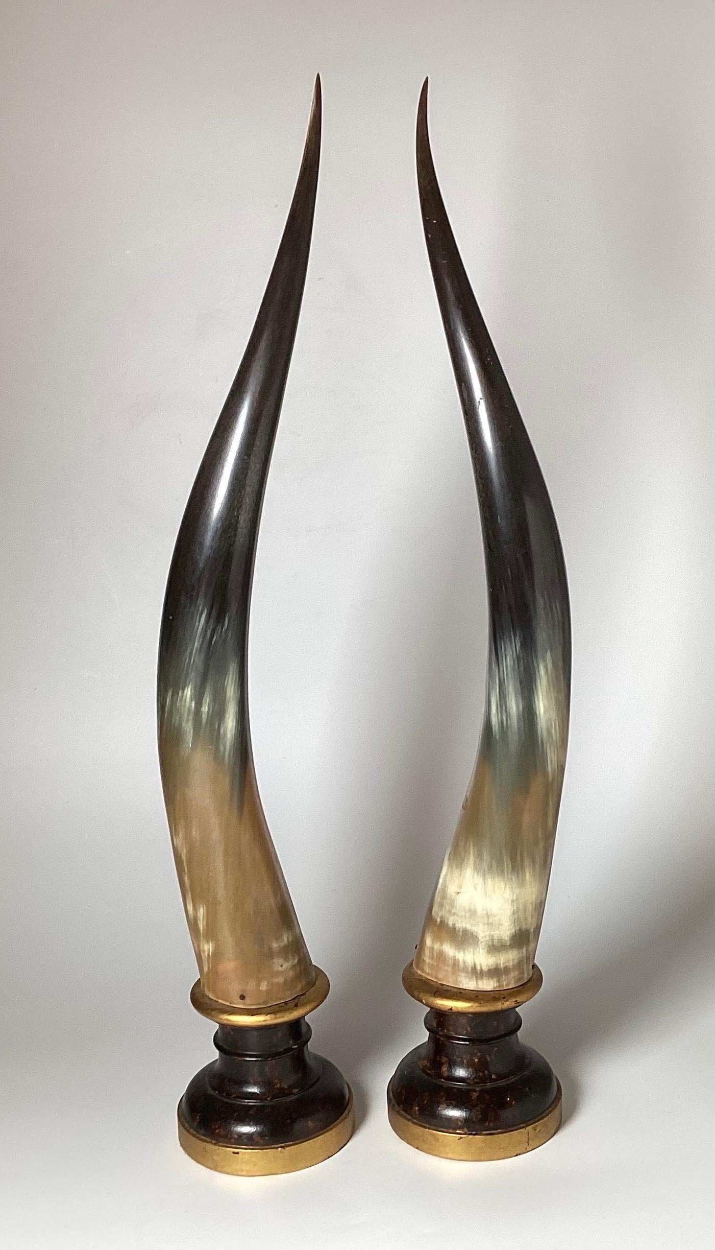 A chic pair of mounted steer horn sculptures on round wood plinth bases. The bases are hand painted in a faux tortoise shell with gilt highlights.