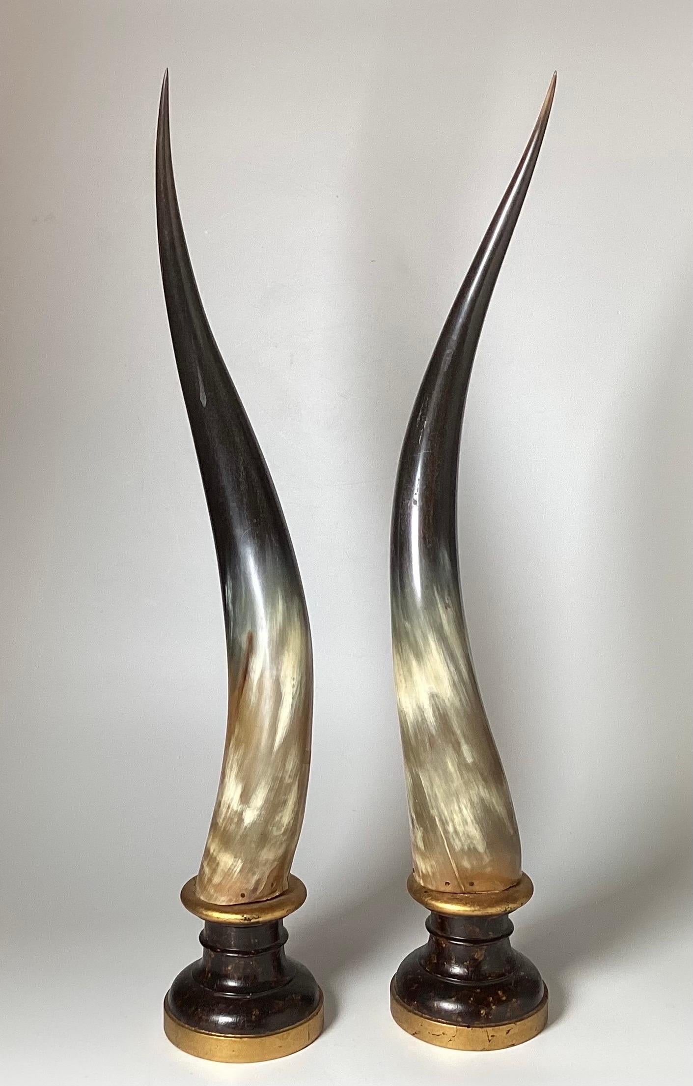 Italian Elegant Pair of Steer Horns on Wood Plinth Bases, Italy Mid-20th Century