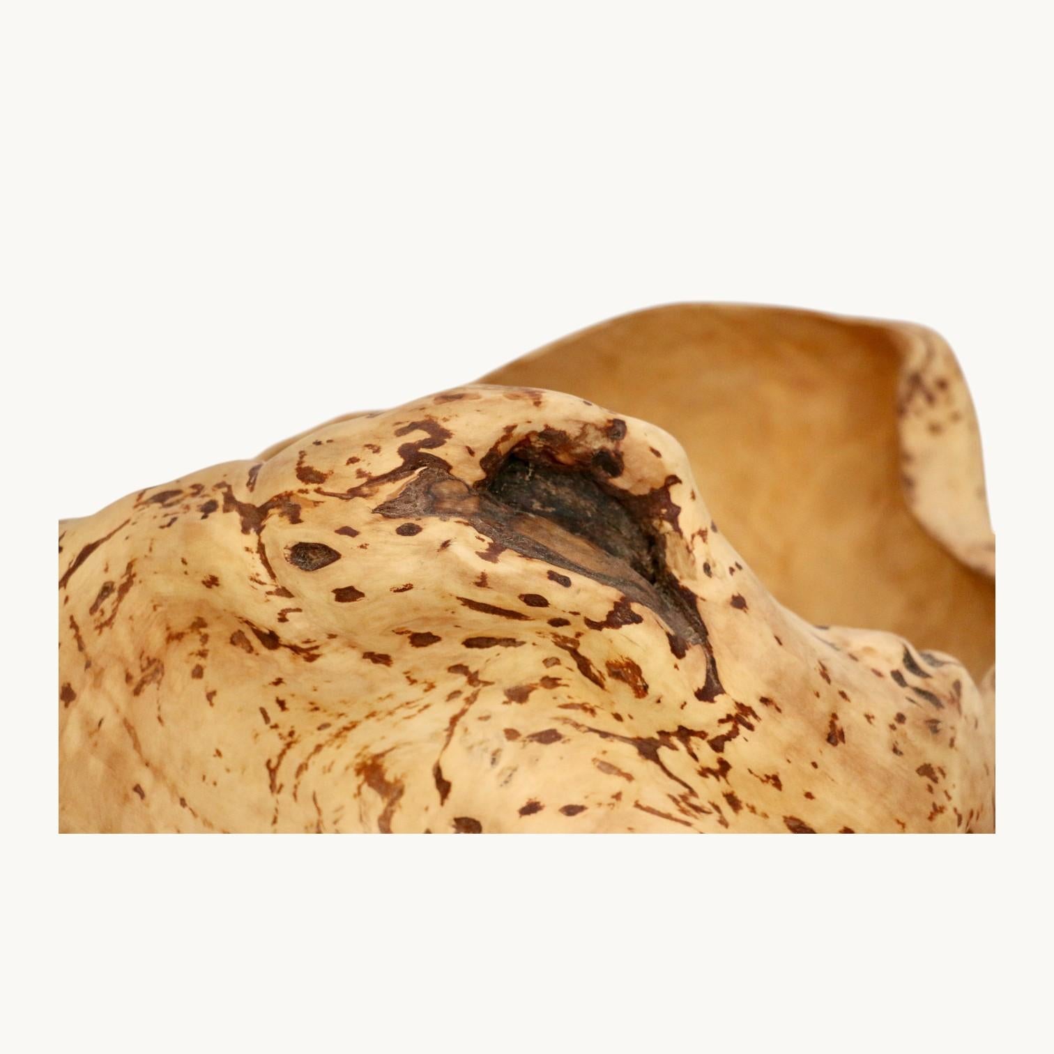 Loupe d'orme, Suède, années 70. Bon état - En vente à VILLERS-SUR-MER, FR