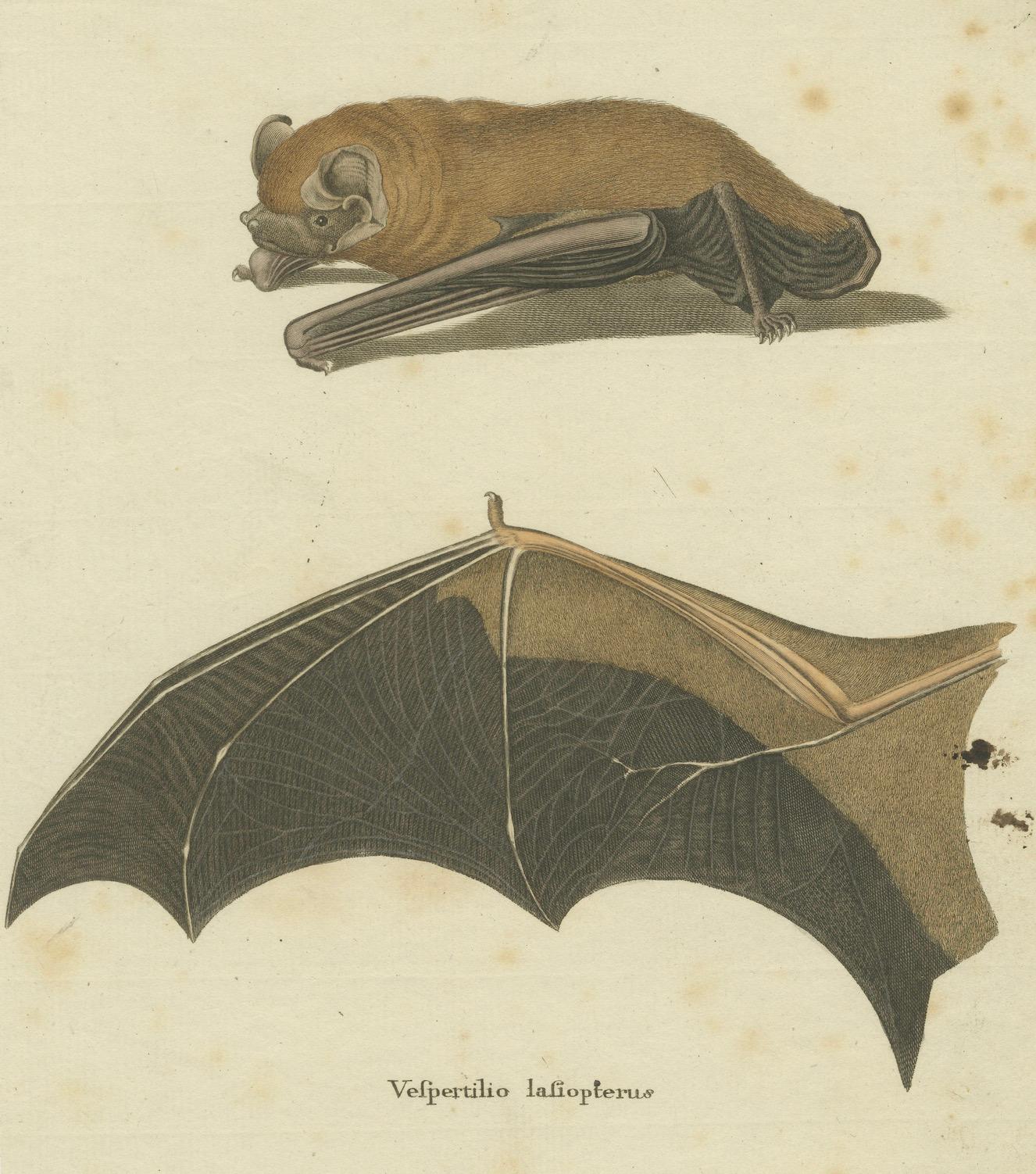 An Engraved Glimpse into the Nocturnal Ballet of Bats, circa 1774 For Sale 5