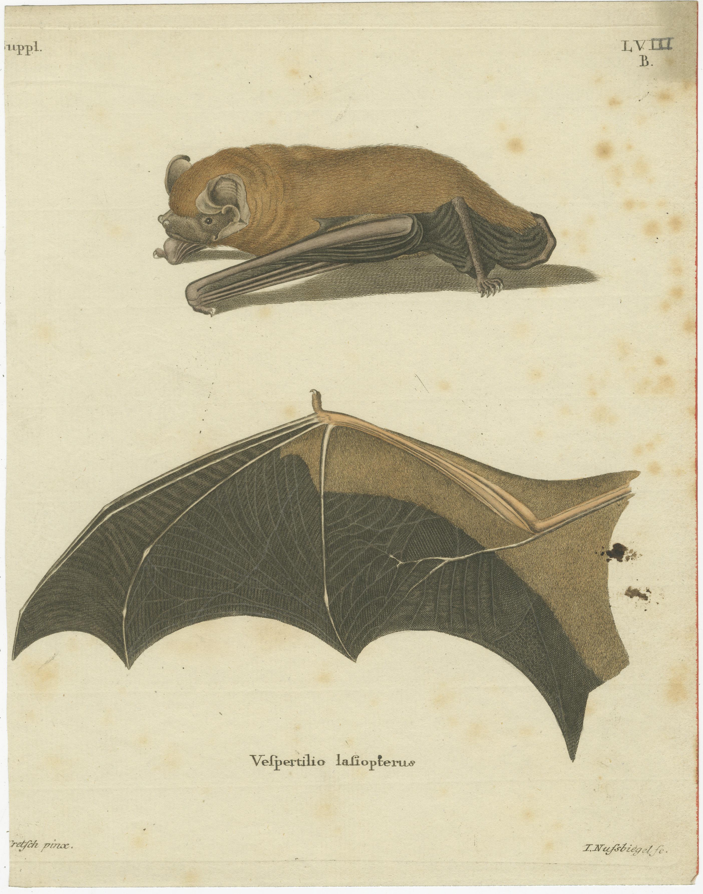 The prints depict two different bat species, both intricately illustrated with a level of detail that suggests they come from Johann Christian Daniel von Schreber's 