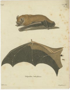 An Engraved Glimpse into the Nocturnal Ballet of Bats, circa 1774