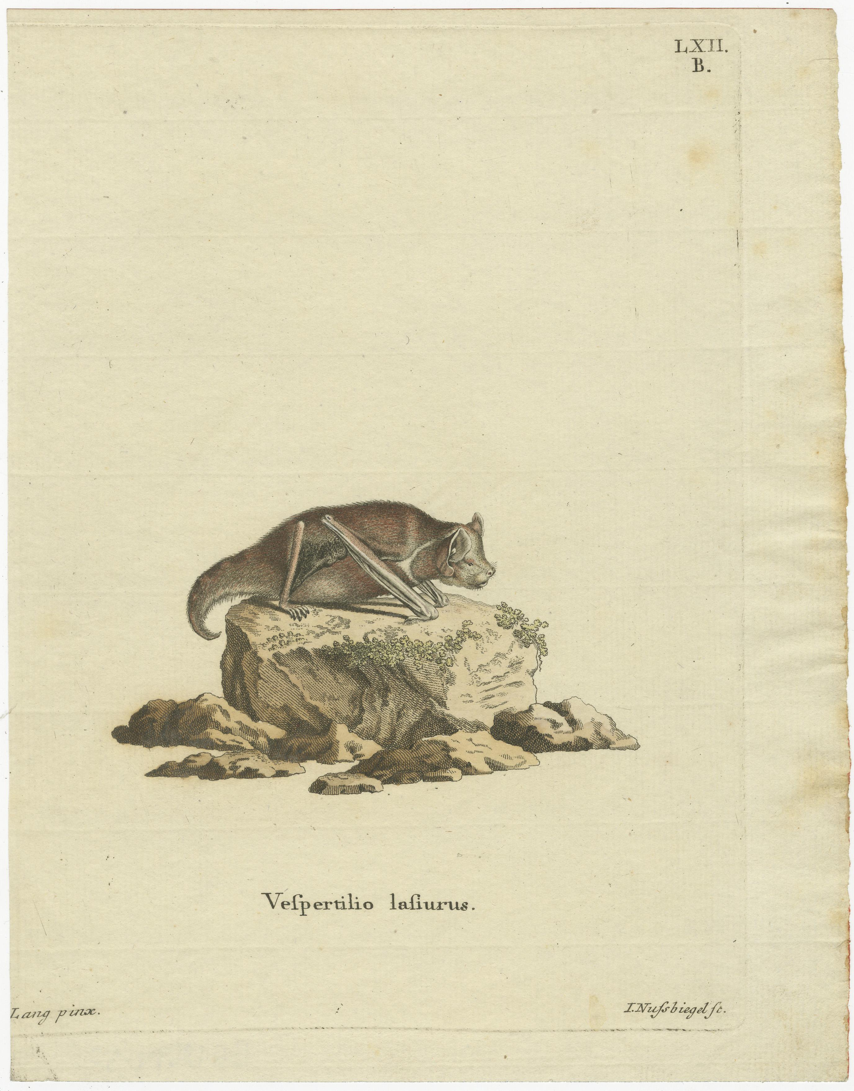 An Engraved Glimpse into the Nocturnal Ballet of Bats, circa 1774 In Good Condition For Sale In Langweer, NL