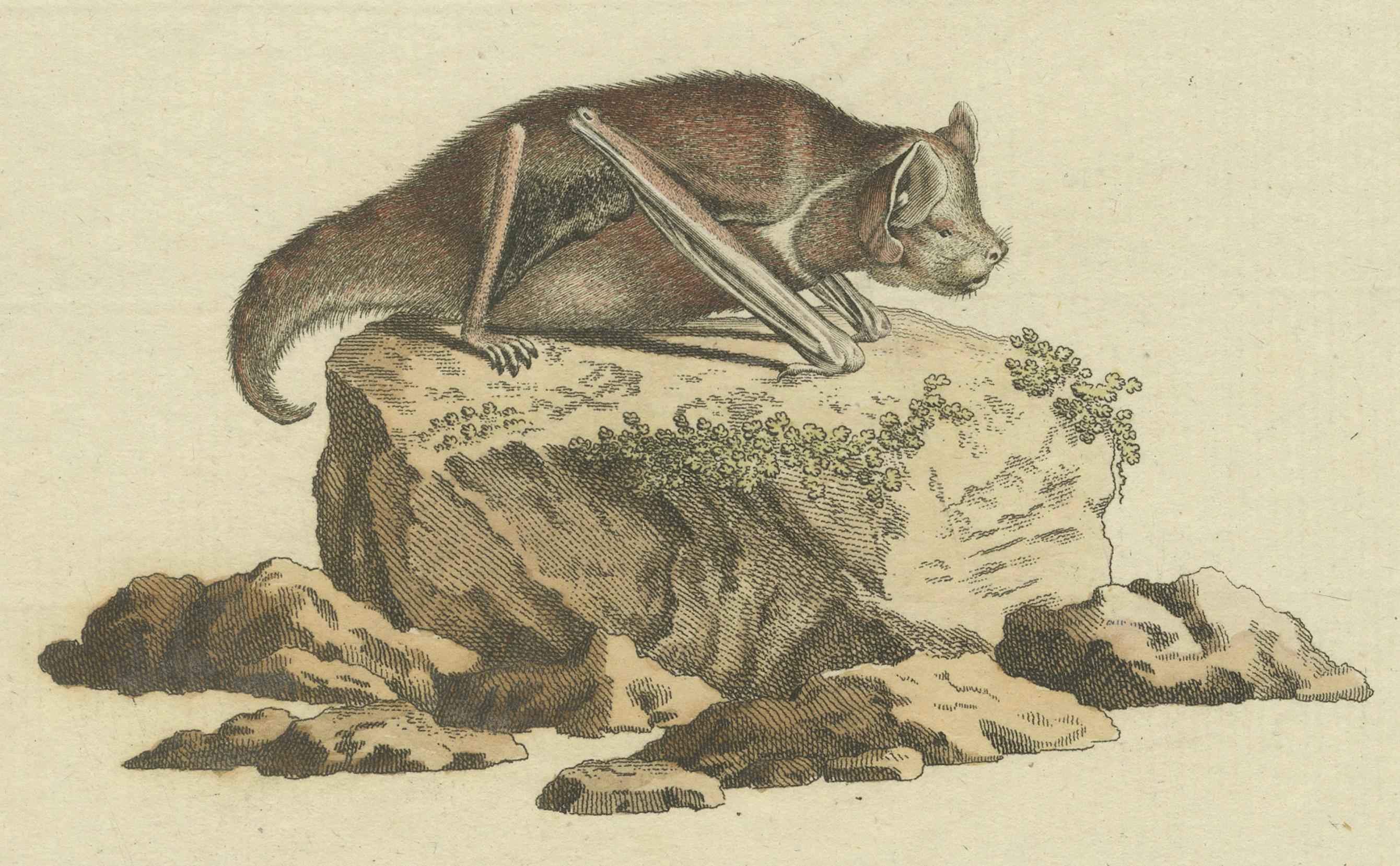 Paper An Engraved Glimpse into the Nocturnal Ballet of Bats, circa 1774 For Sale