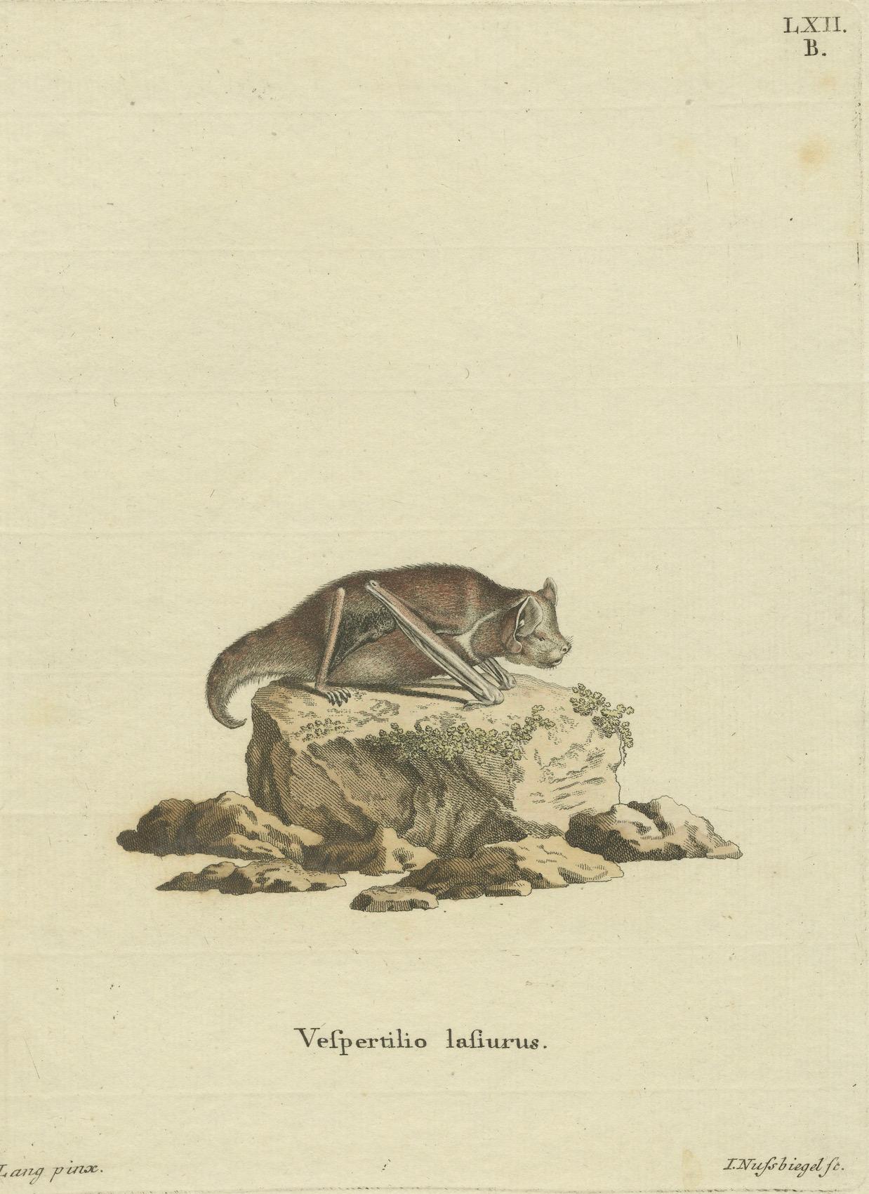 An Engraved Glimpse into the Nocturnal Ballet of Bats, circa 1774 For Sale 1