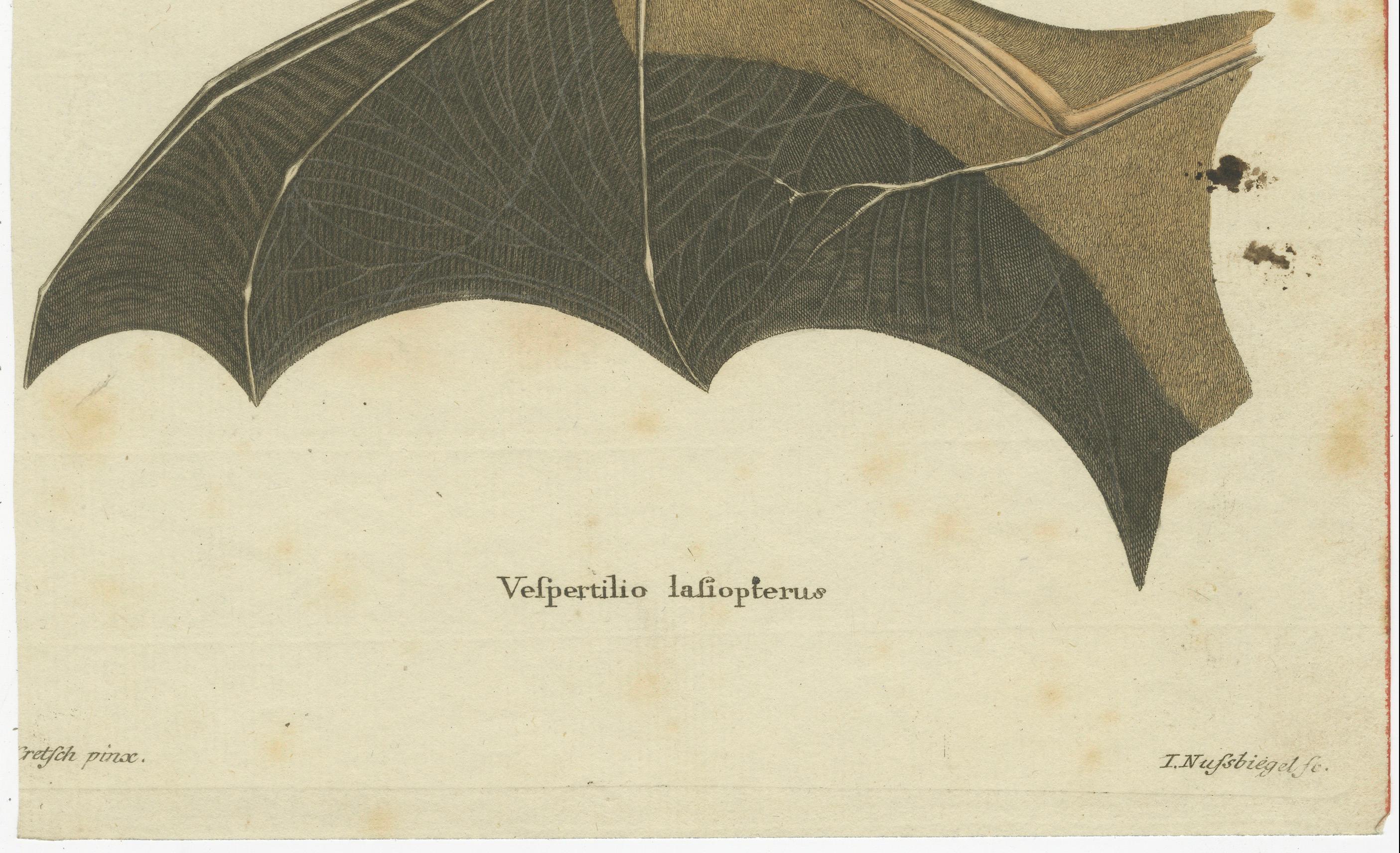 An Engraved Glimpse into the Nocturnal Ballet of Bats, circa 1774 For Sale 2
