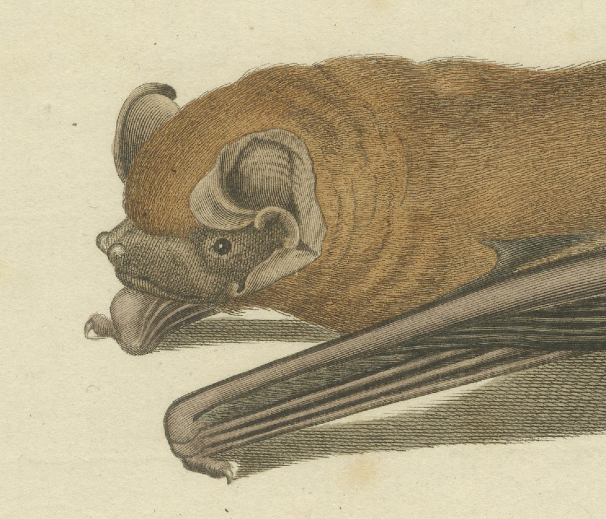 An Engraved Glimpse into the Nocturnal Ballet of Bats, circa 1774 For Sale 3
