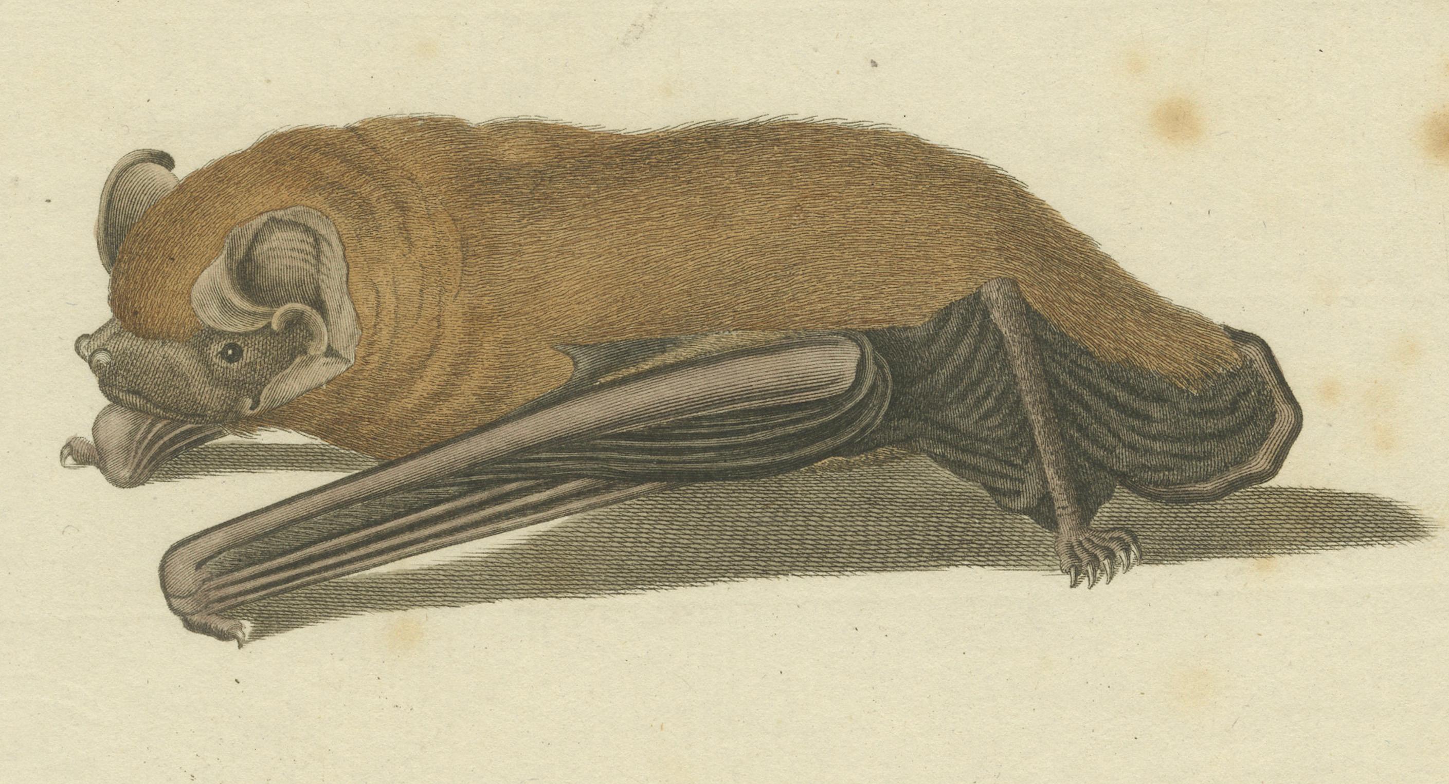 Ein gestochener Einblick in das nächtliche Ballett der Fledermäuse, um 1774 im Angebot 3