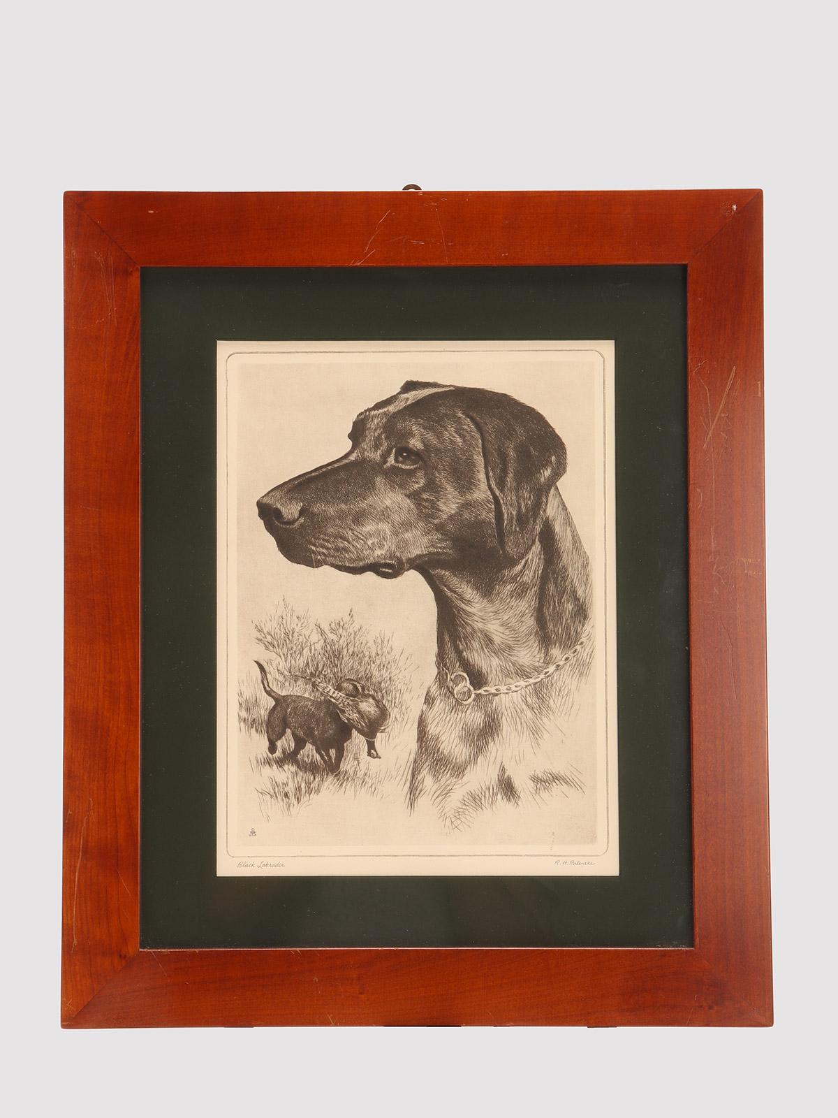 Ein R.H. Palenske-Radierung, die einen Jagdhund, einen schwarzen Labrador, sowohl mit dem Phantom als auch mit dem Kopfporträt darstellt. Massives Kirschholz (Prunus Avium, Linnaeus 1755), Rahmen, poliert und mit Bienenwachs behandelt. Vereinigte