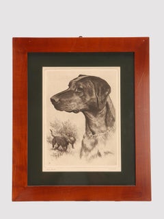 Un'incisione che raffigura un cane da caccia con il fagiano, USA 1930.