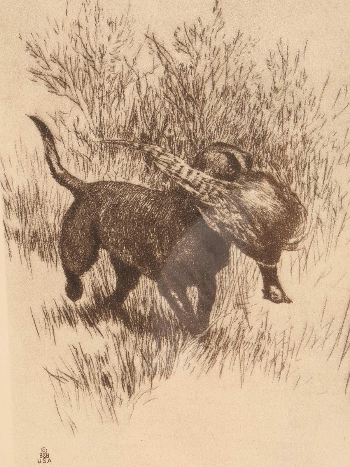 Radierung mit der Darstellung eines Jagdhundes mit Fasan, USA 1930. (Kirsche) im Angebot