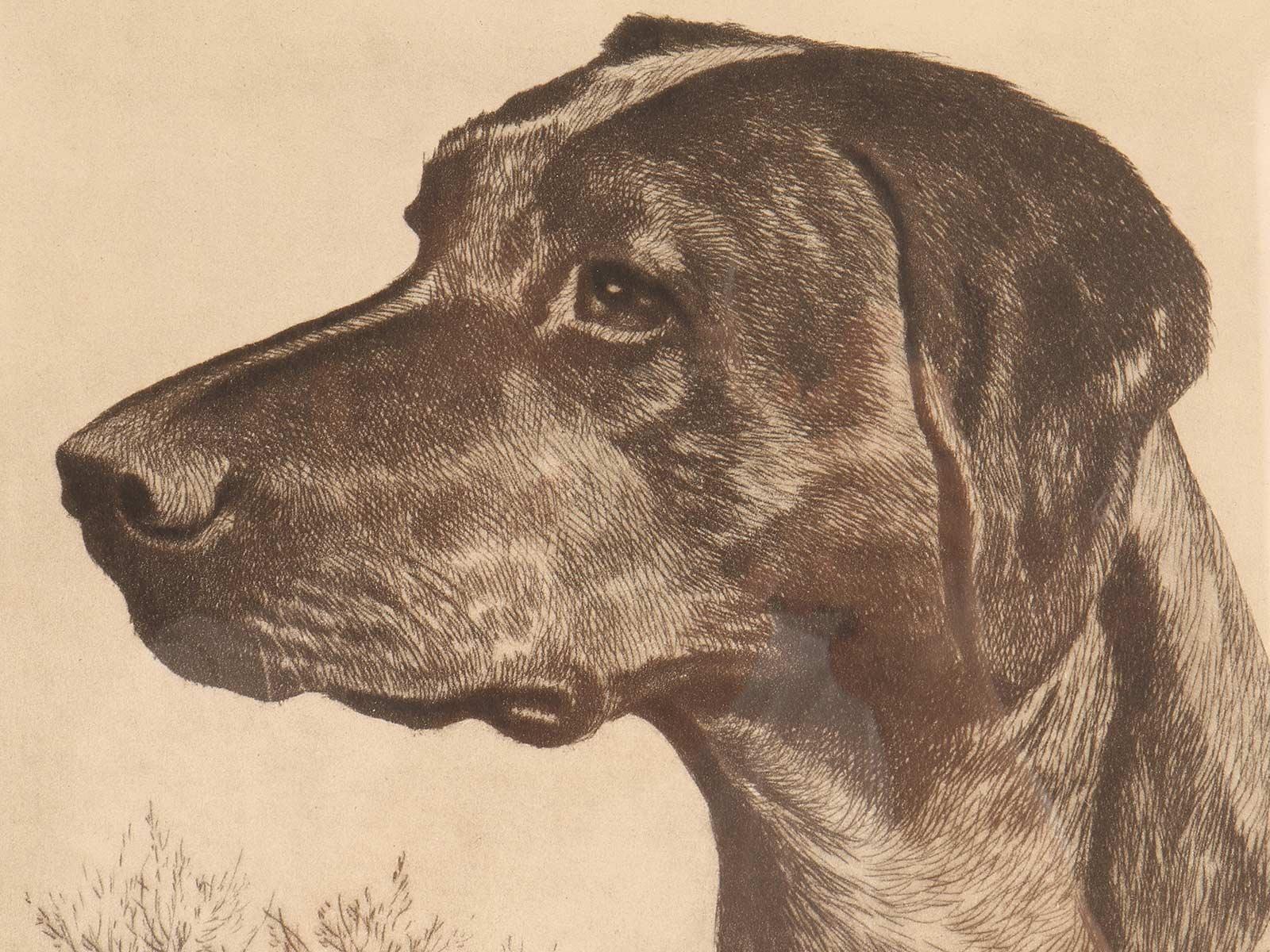 Radierung mit der Darstellung eines Jagdhundes mit Fasan, USA 1930. im Angebot 1