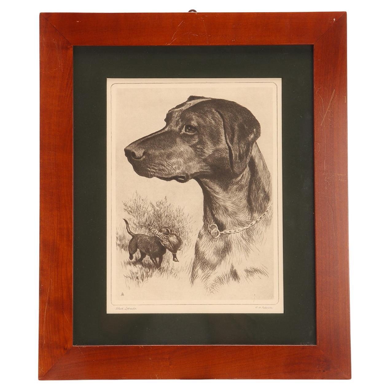 Radierung mit der Darstellung eines Jagdhundes mit Fasan, USA 1930. im Angebot