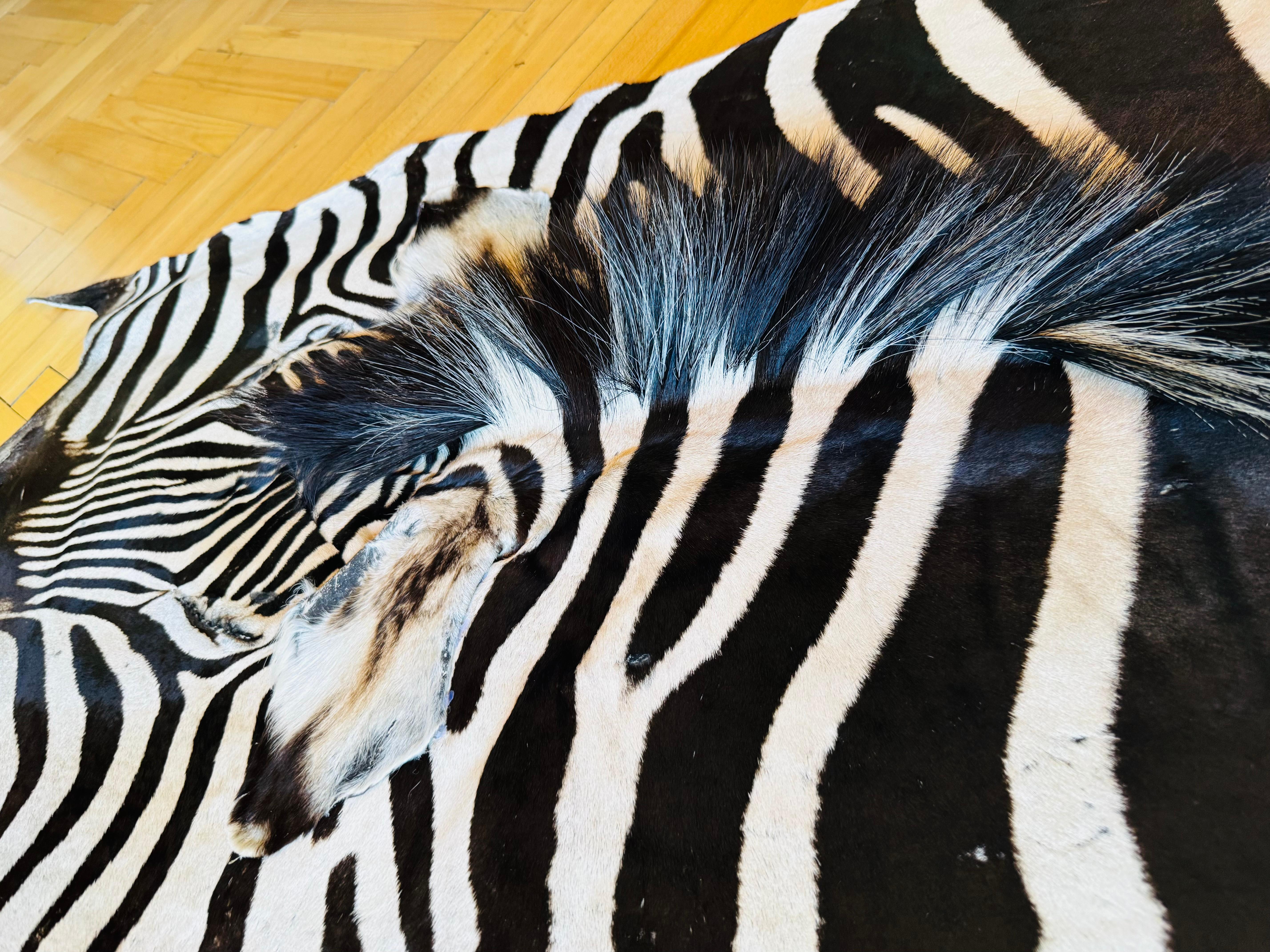 Ein außergewöhnlicher zeitgenössischer Burchell-Zebra-Teppich, der aus zwei unbenutzten Häuten gefertigt wurde. Natürliche Spuren aus dem Leben in der Wildnis geben jedem Stück seine einzigartige Seele. Ein starkes Statement für kuratierte