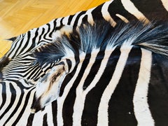 Una excepcional alfombra de cebra Burchell fabricada a partir de dos pieles sin usar.