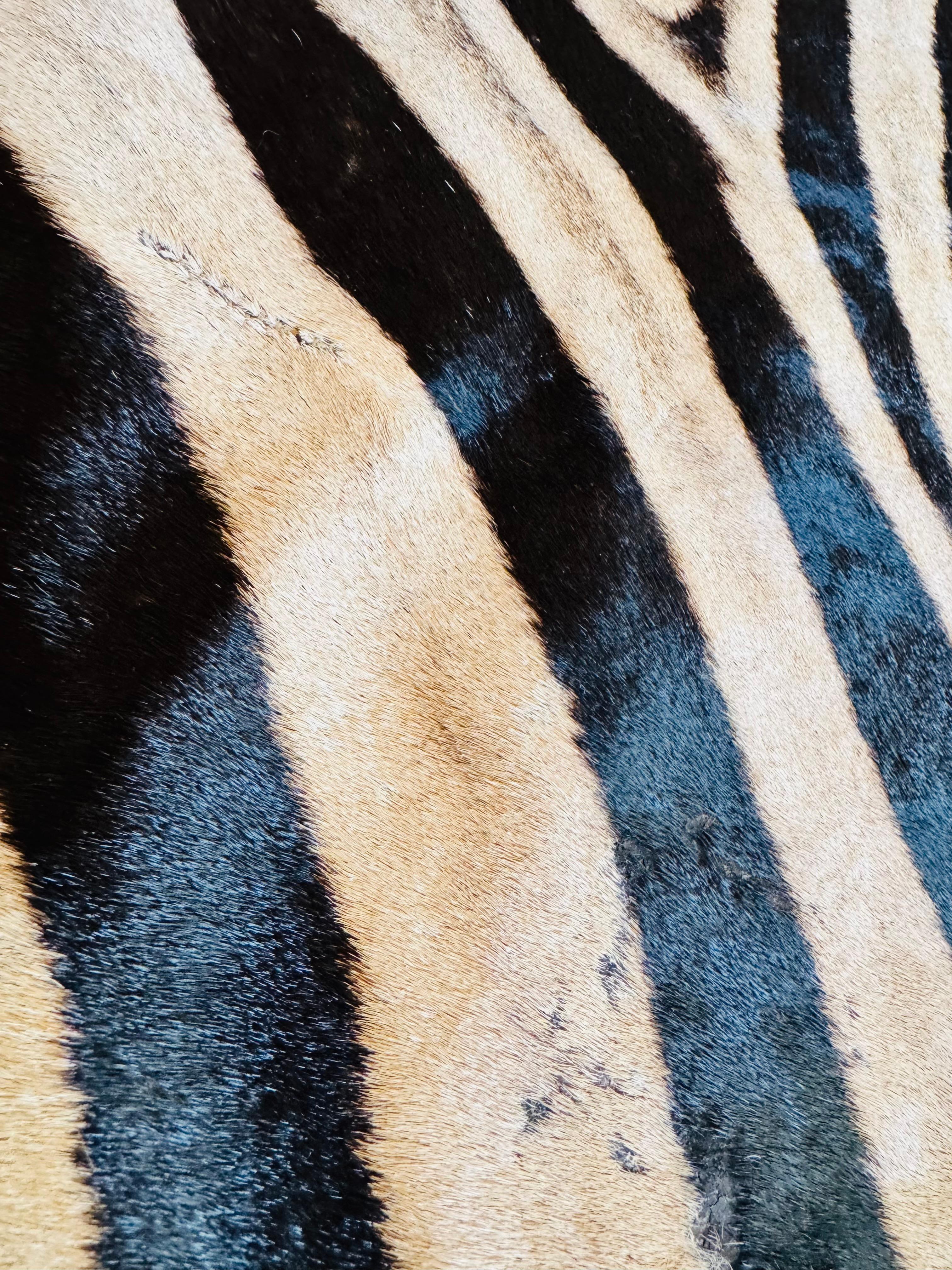 Ein außergewöhnlicher Zebrateppich von Burchell, der aus zwei unbenutzten Häuten gefertigt wurde. (Südafrikanisch) im Angebot