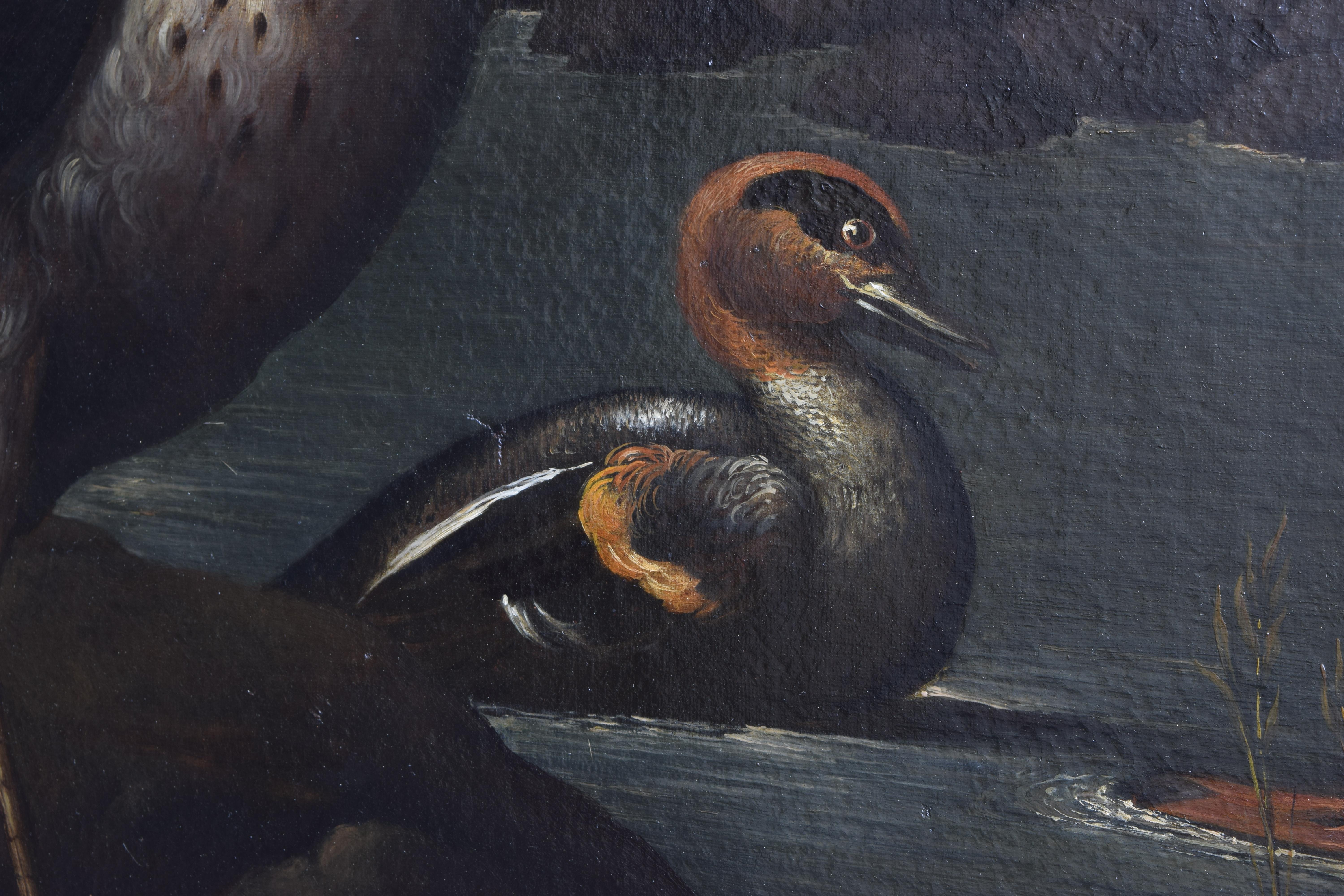 Exceptional Pair of Mid 18th Century Oils on Canvas,  Assembly of Exotic Birds 8