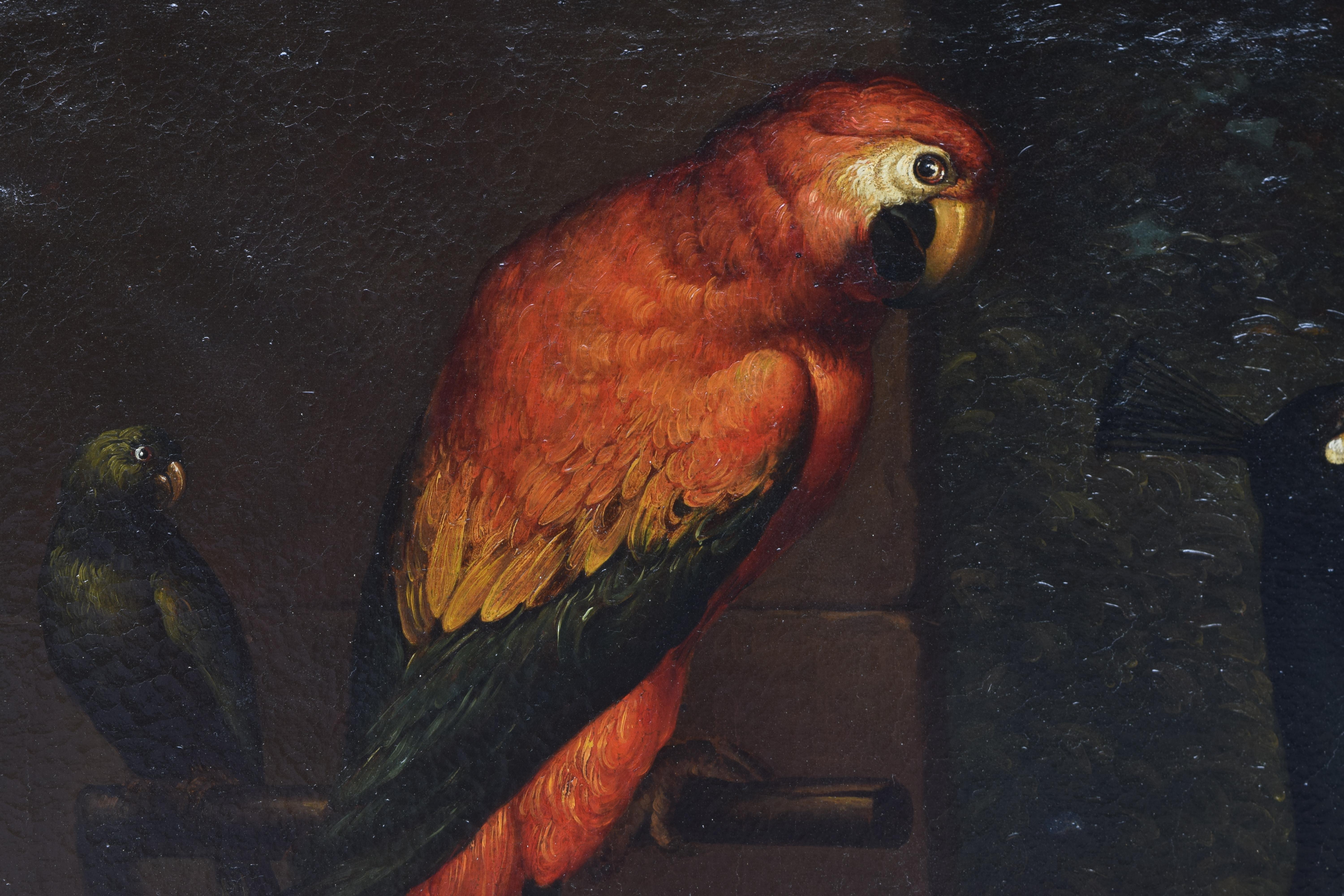 Exceptional Pair of Mid 18th Century Oils on Canvas,  Assembly of Exotic Birds 10