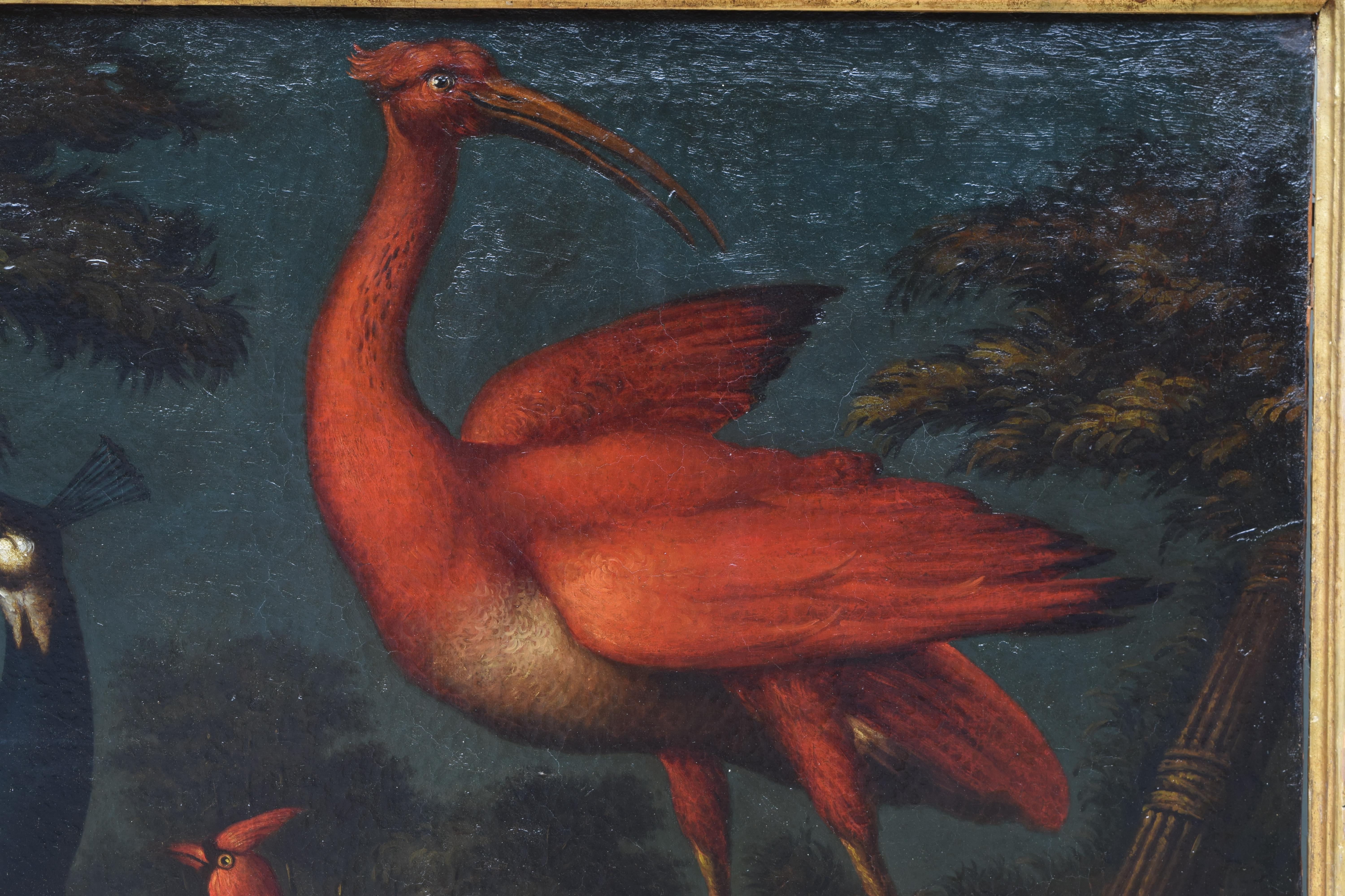 Exceptional Pair of Mid 18th Century Oils on Canvas,  Assembly of Exotic Birds 11
